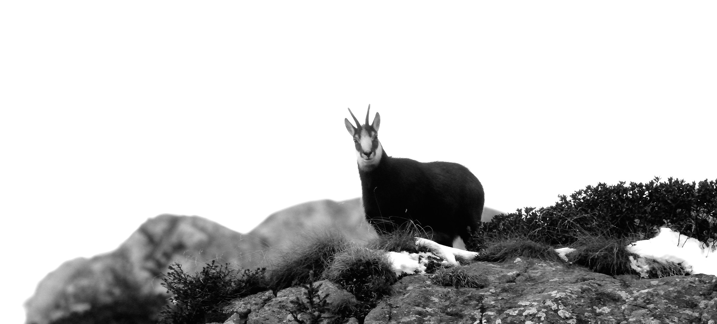 Chamois