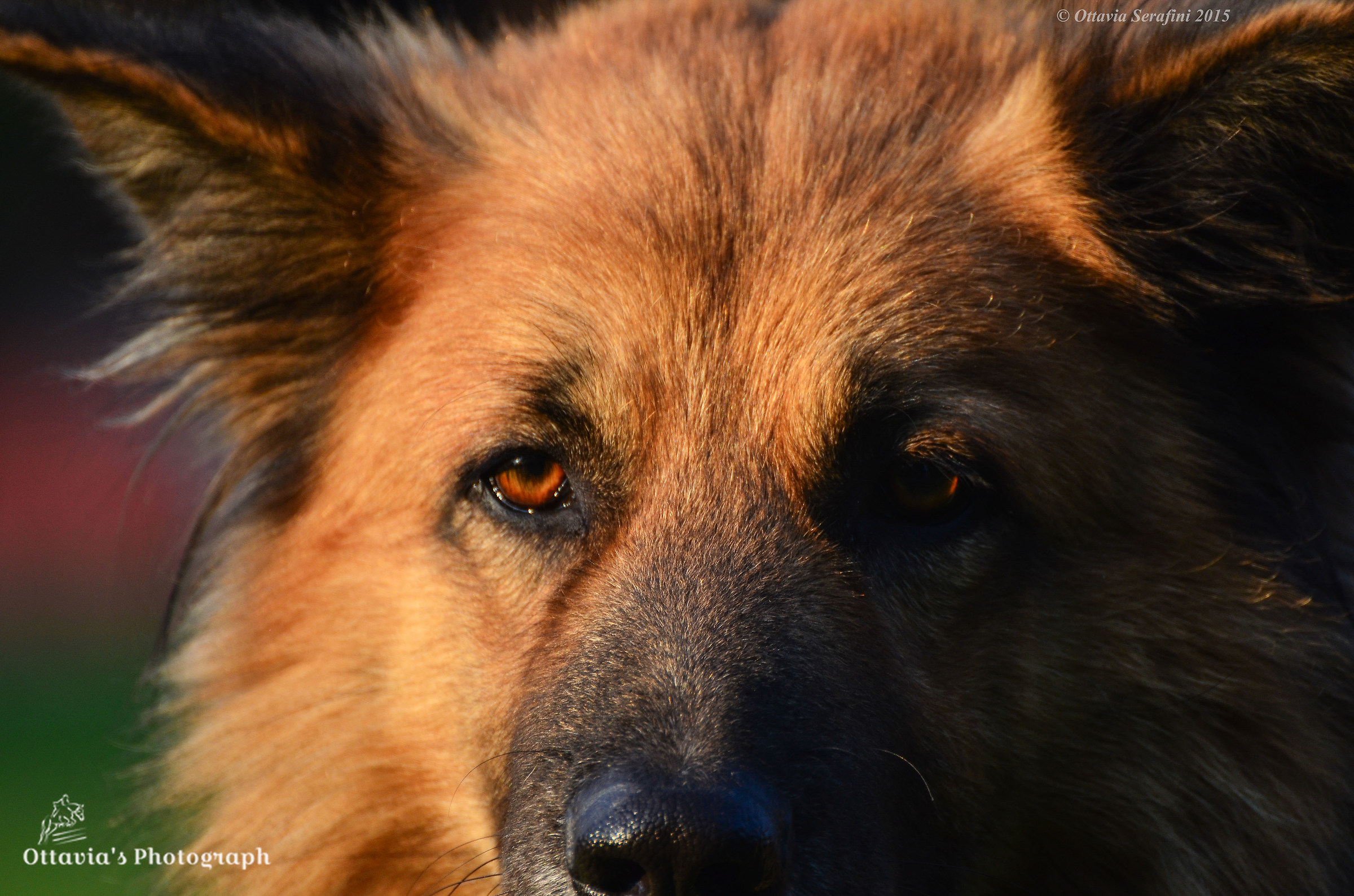 The eyes of a wolf...