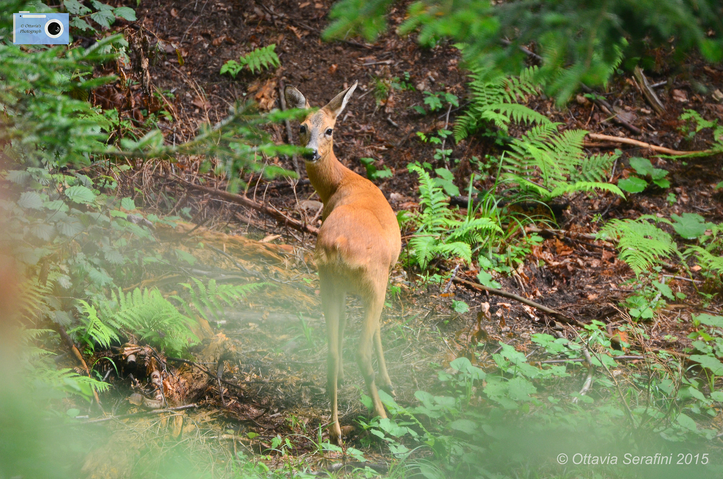 Dating in the woods.