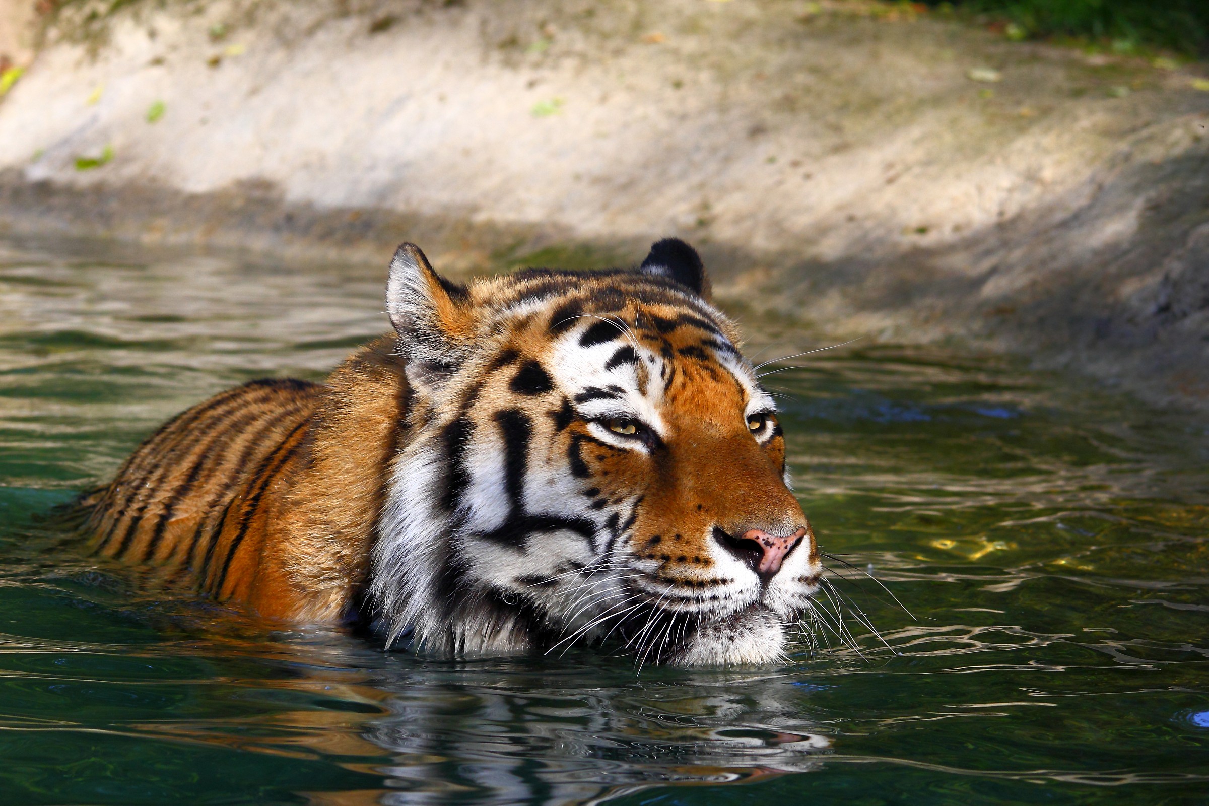 che relax...chi mi lava la schiena?