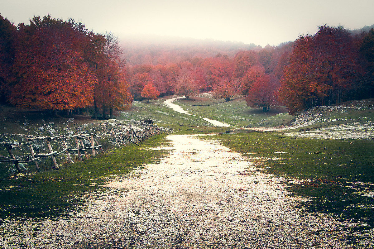 Overlooking the Woods
