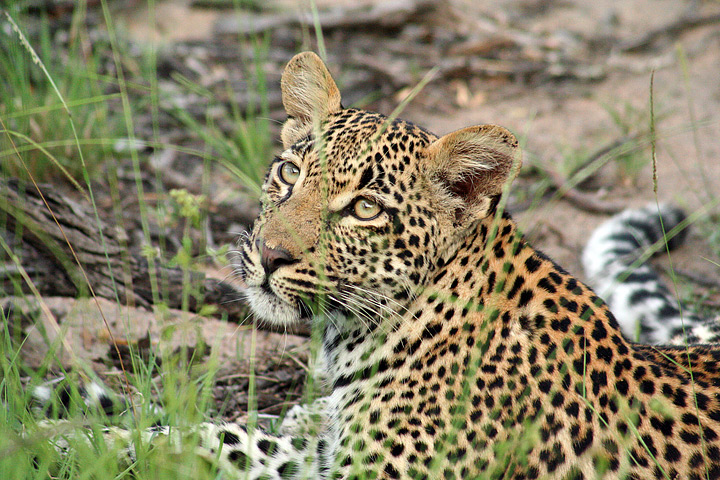 Leopard, Sabi Sands, Sud Africa