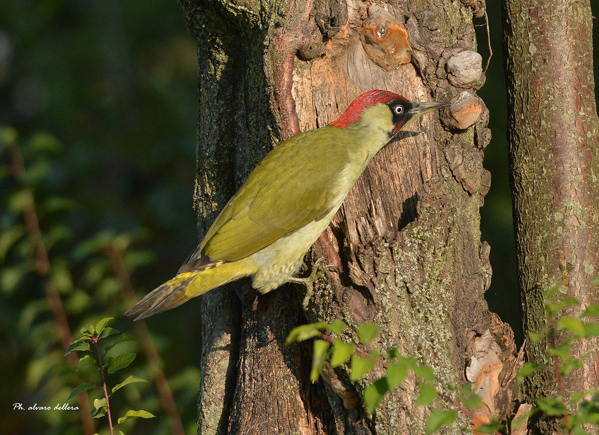green woodpecker and a look away ...