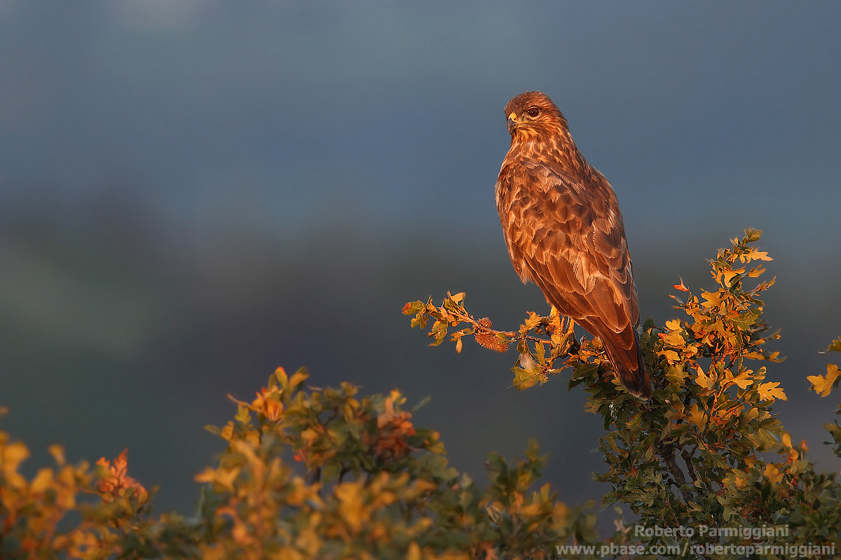 Autunno di fuoco (poiana)