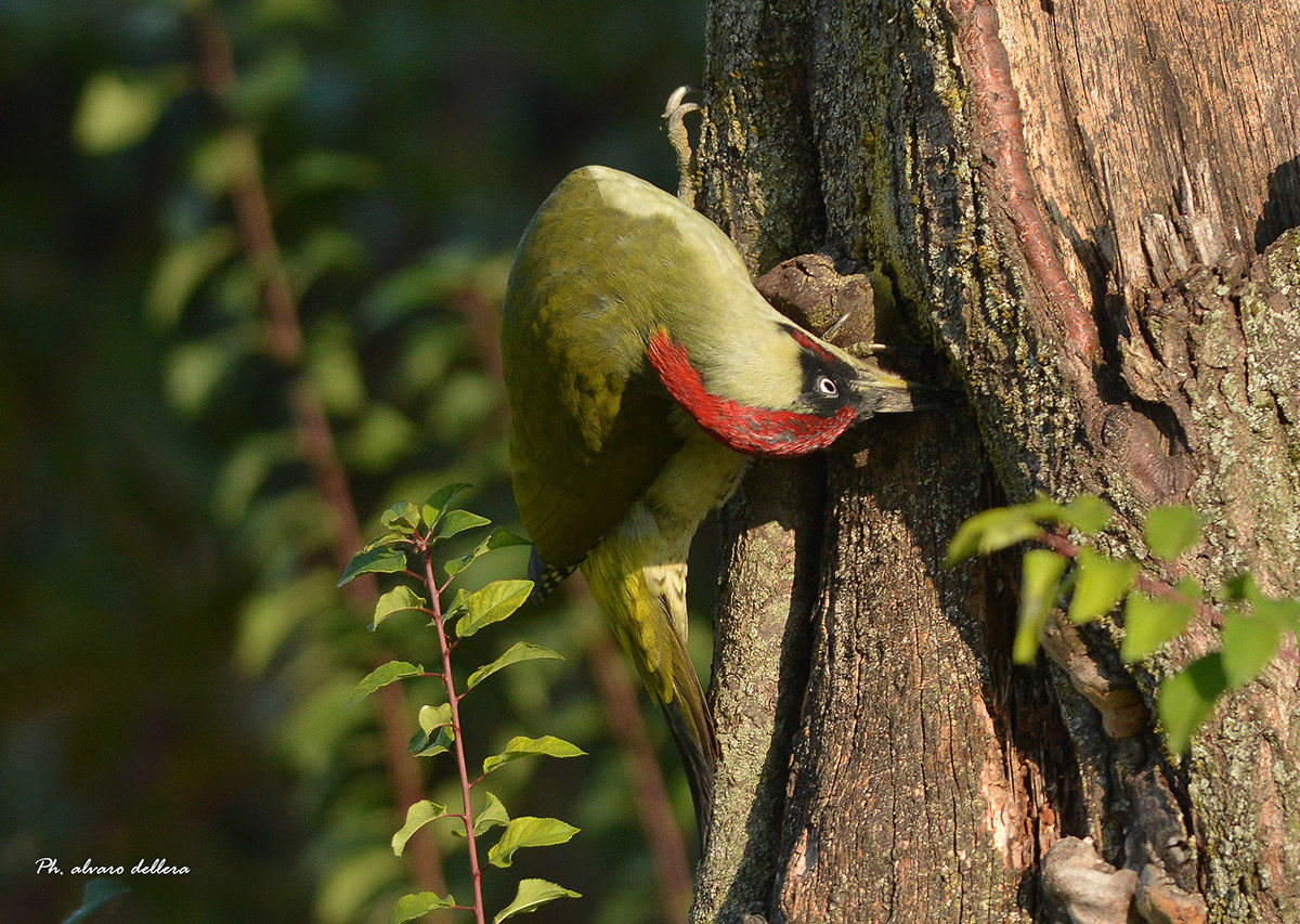green woodpecker ... inside every crevice