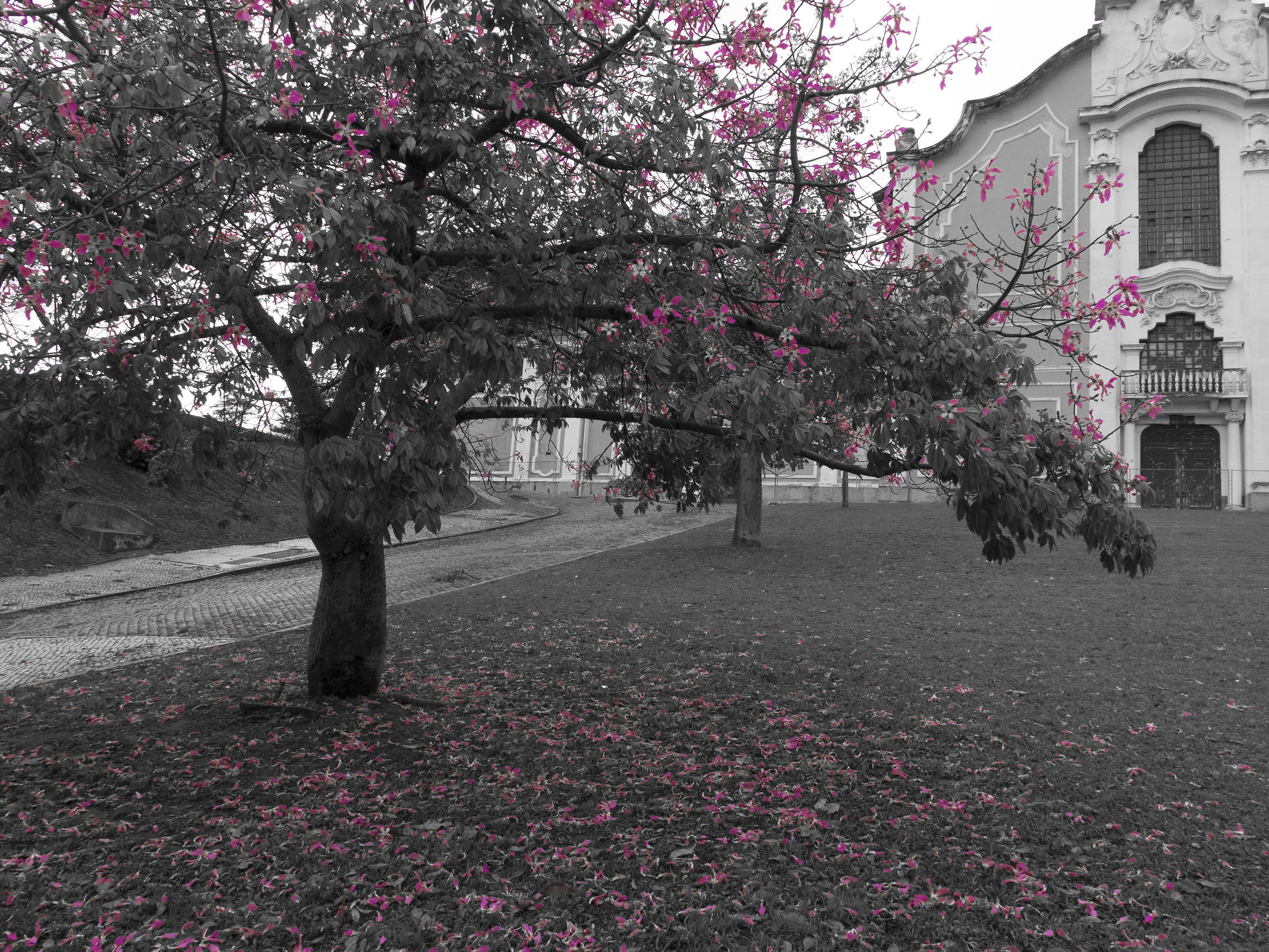Tree magenta