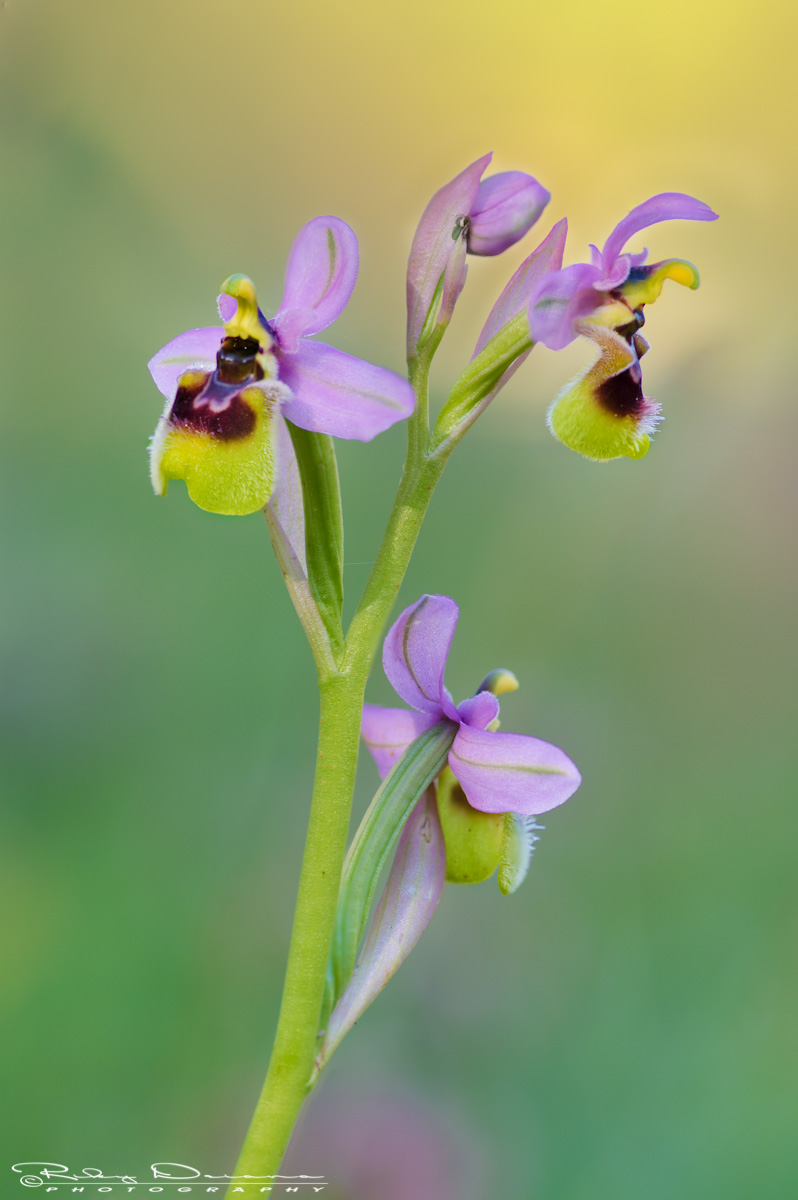 Ophrys tenthredinifera