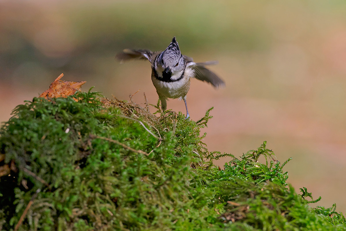 Crested Tit