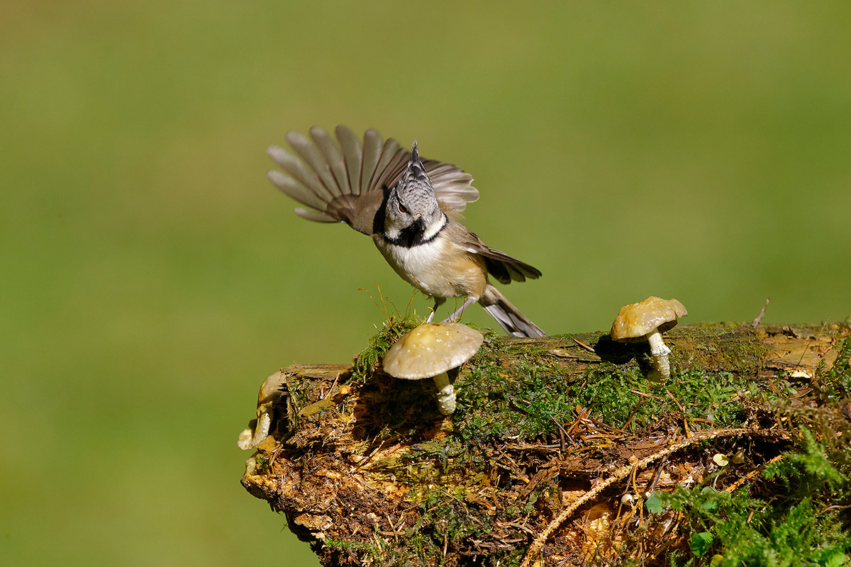 Crested Tit