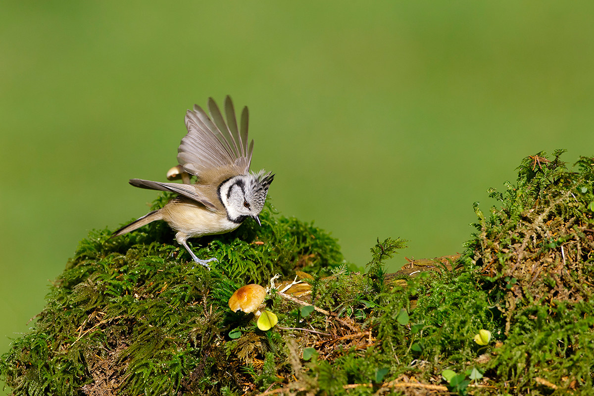 Crested Tit