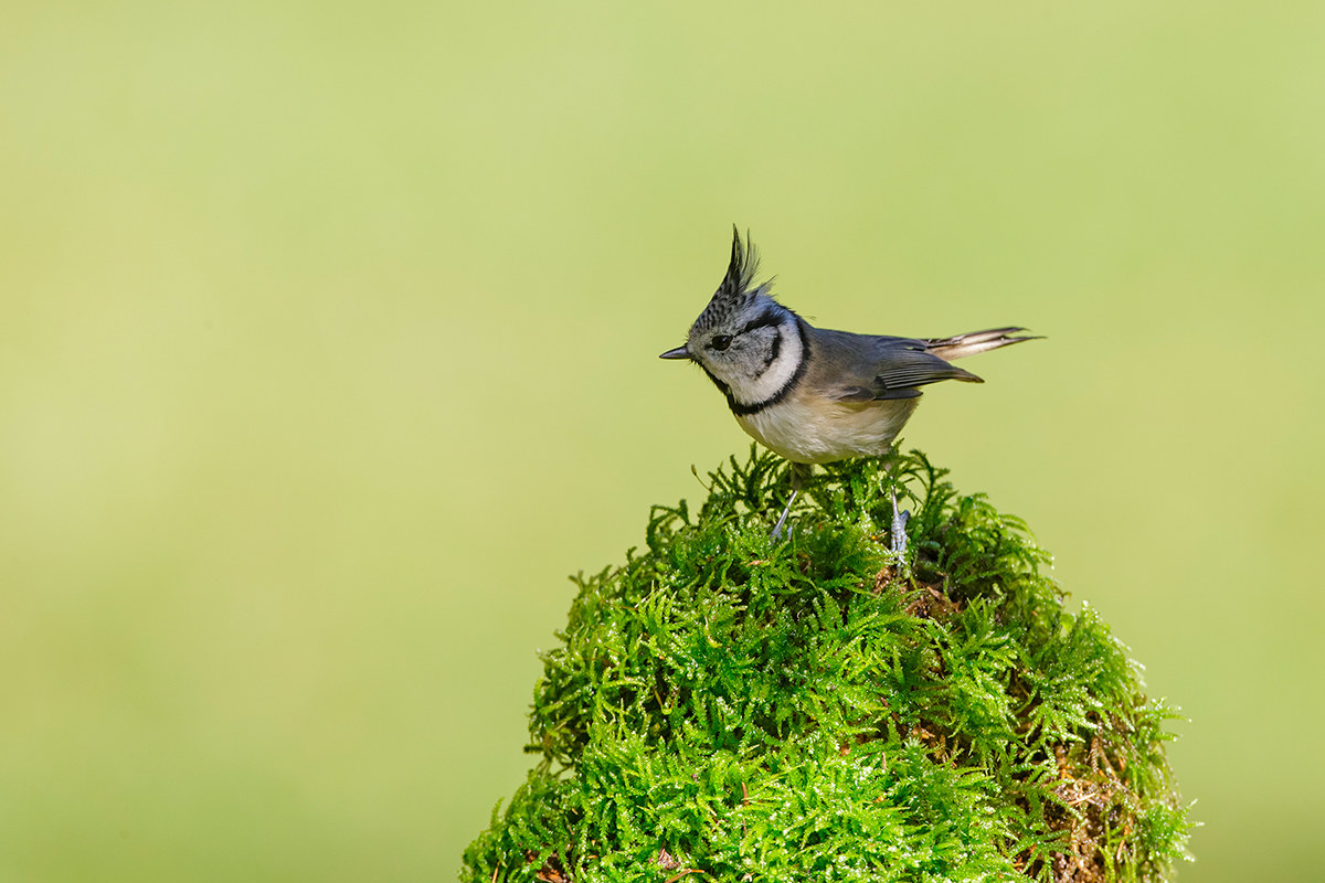 Crested Tit