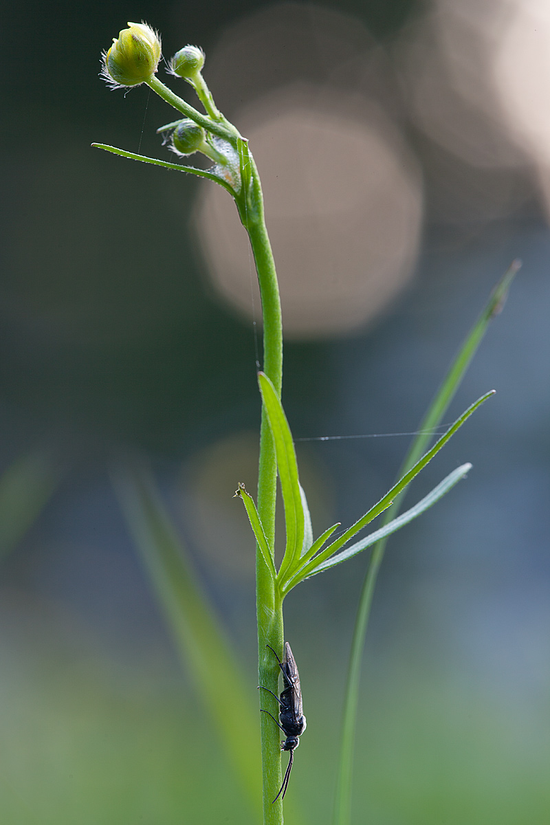 Last light of the day