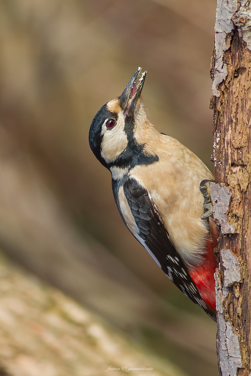 Woodpecker vertically.
