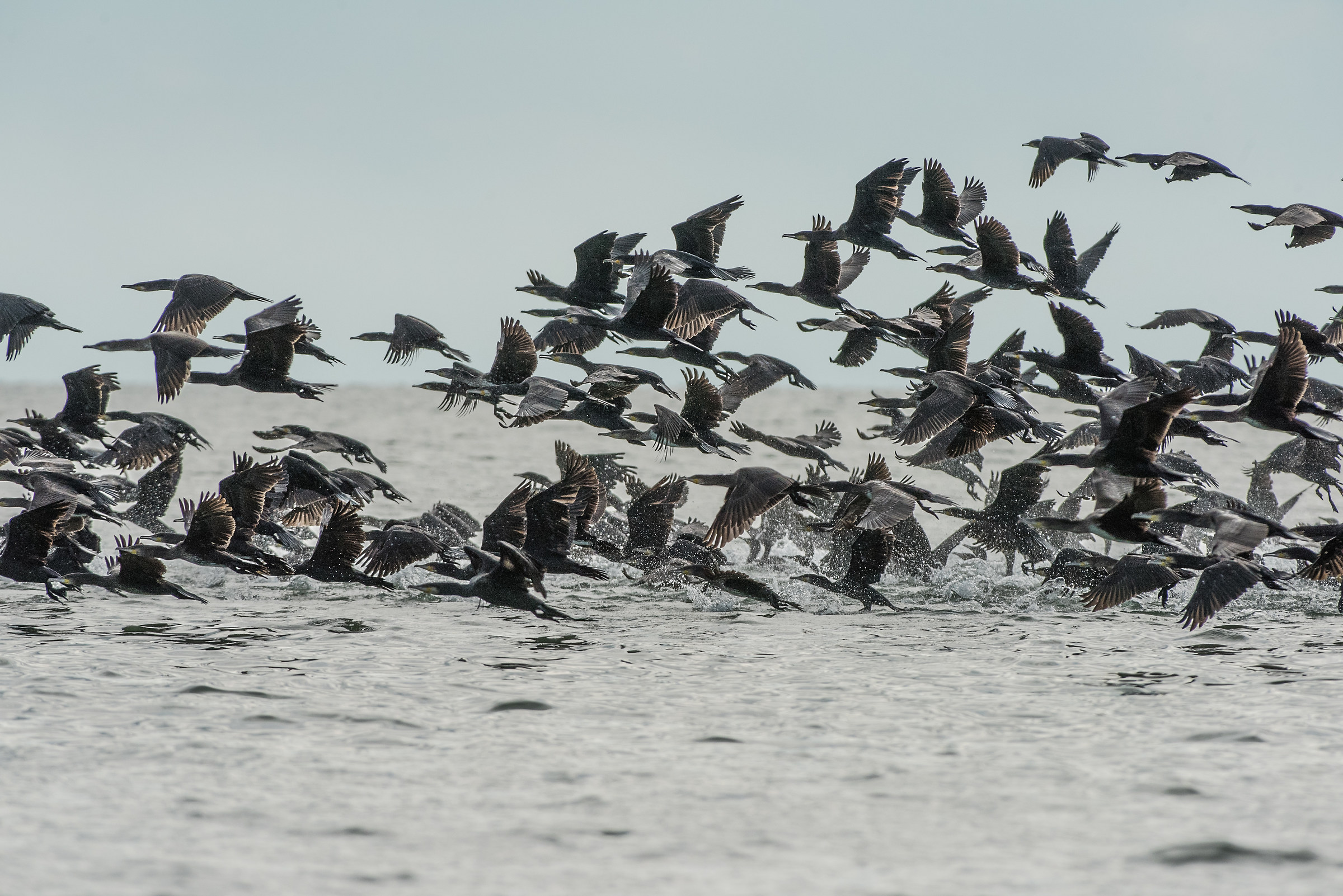 Cormorani nel lago di Scutari