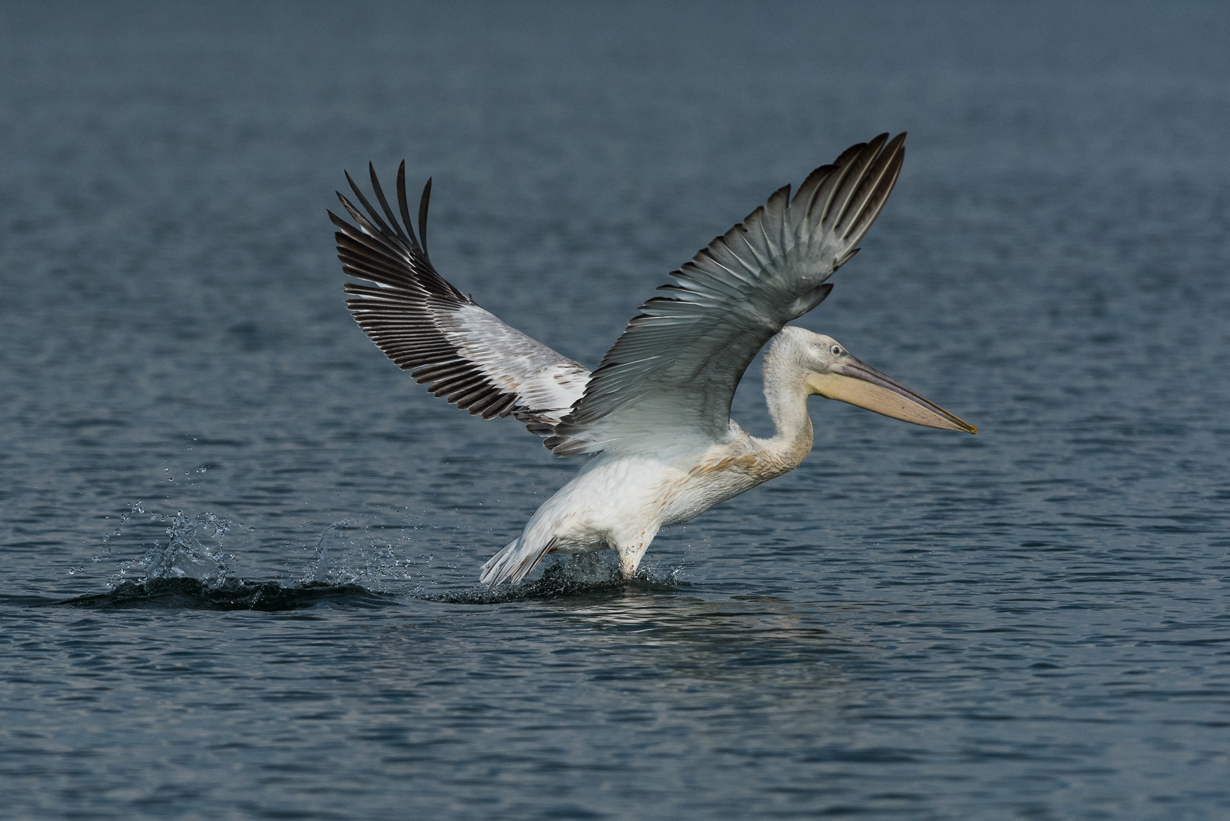Pellicano nel lago di Scutari