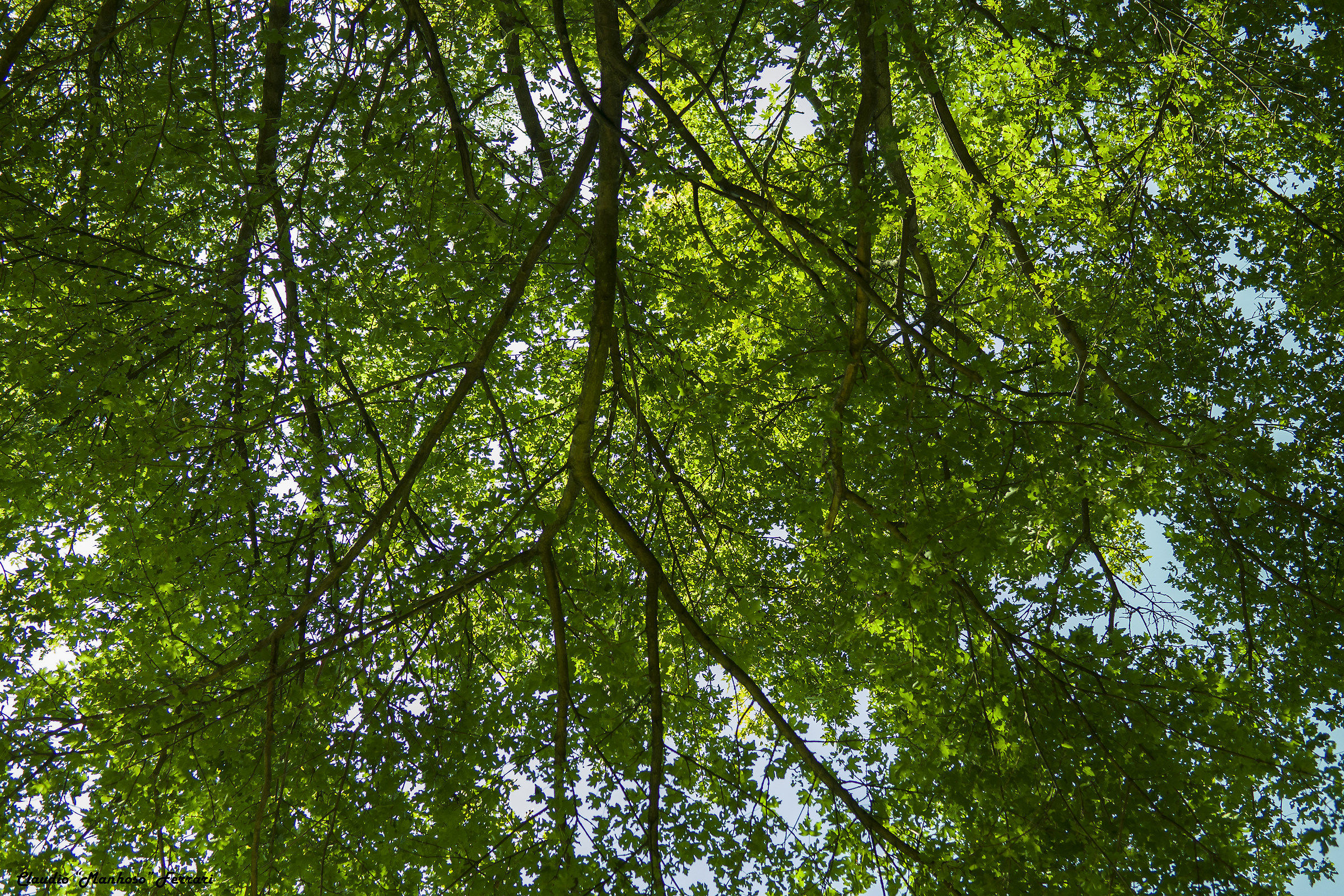 ... Among the leaves ...