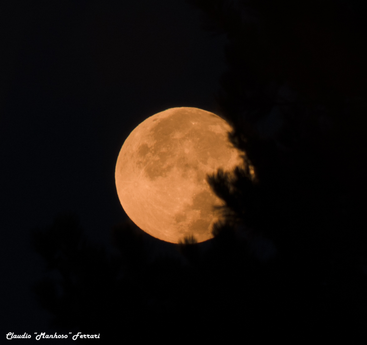 Moon between the leaves