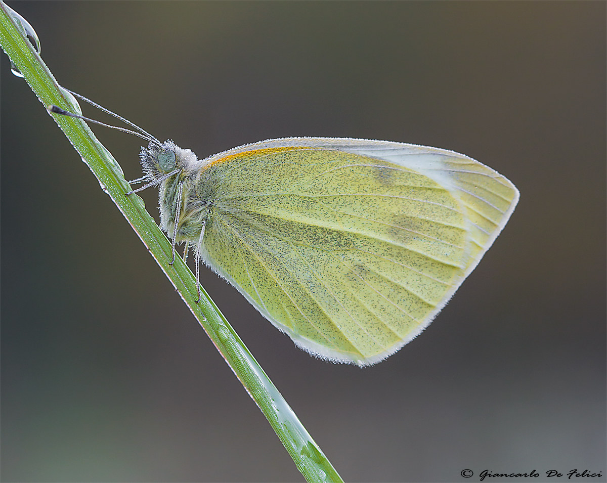 Pieris rapae
