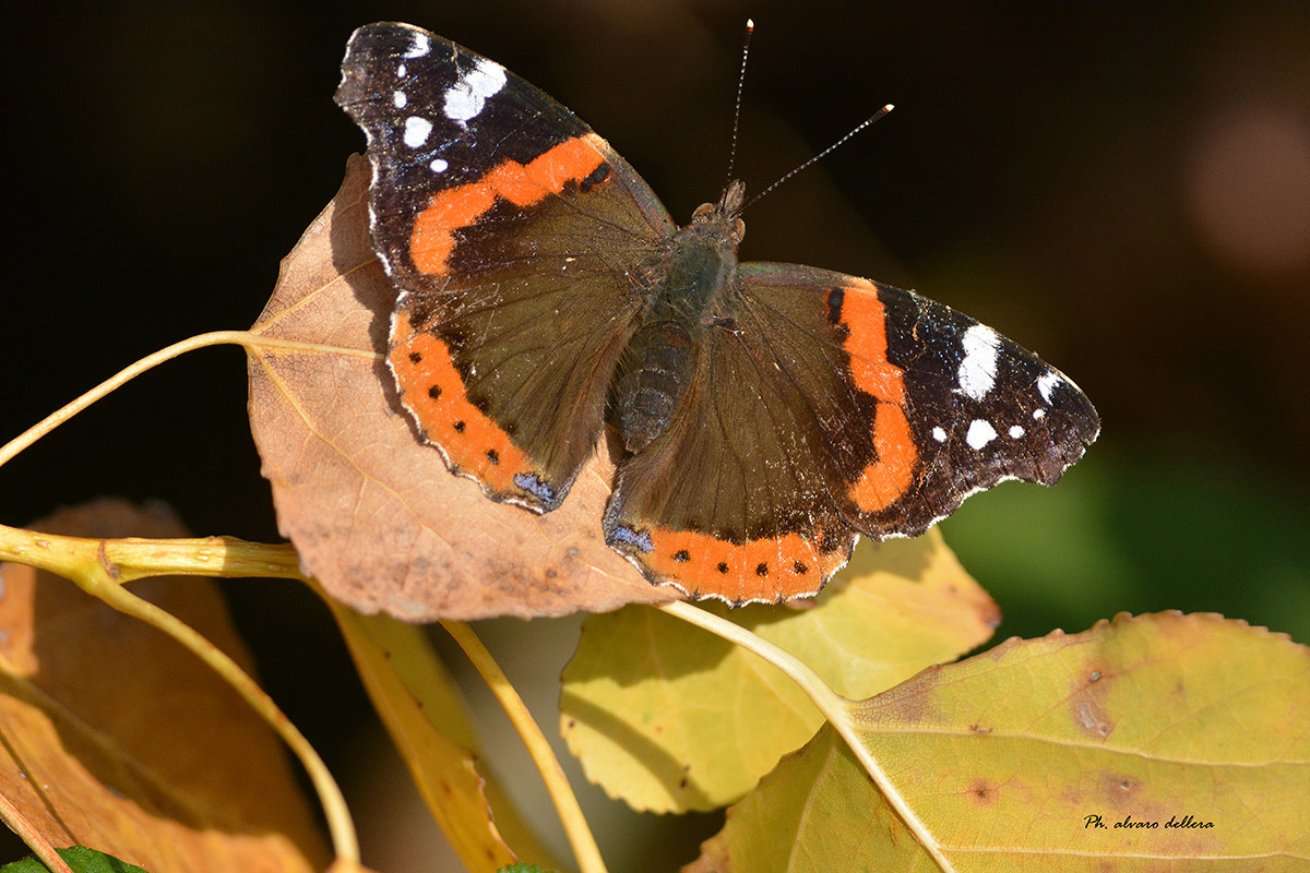 vanessa atalanta