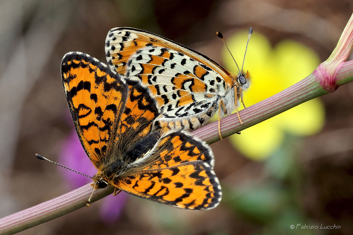 Melitaea trivia in accoppiamento