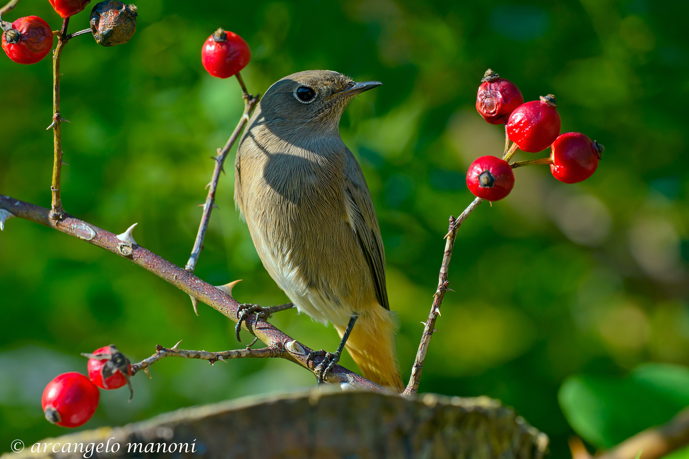 Redstart between the colors of nature