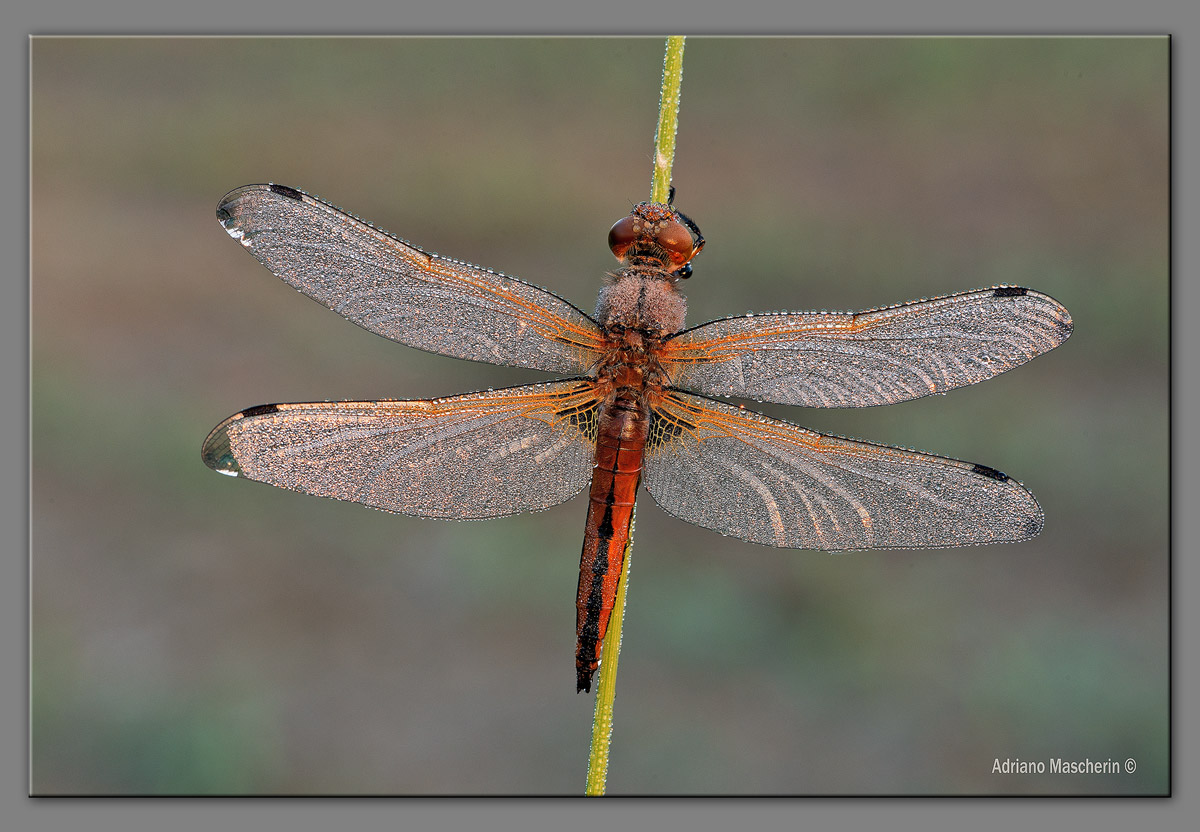 Sympetrum al sole