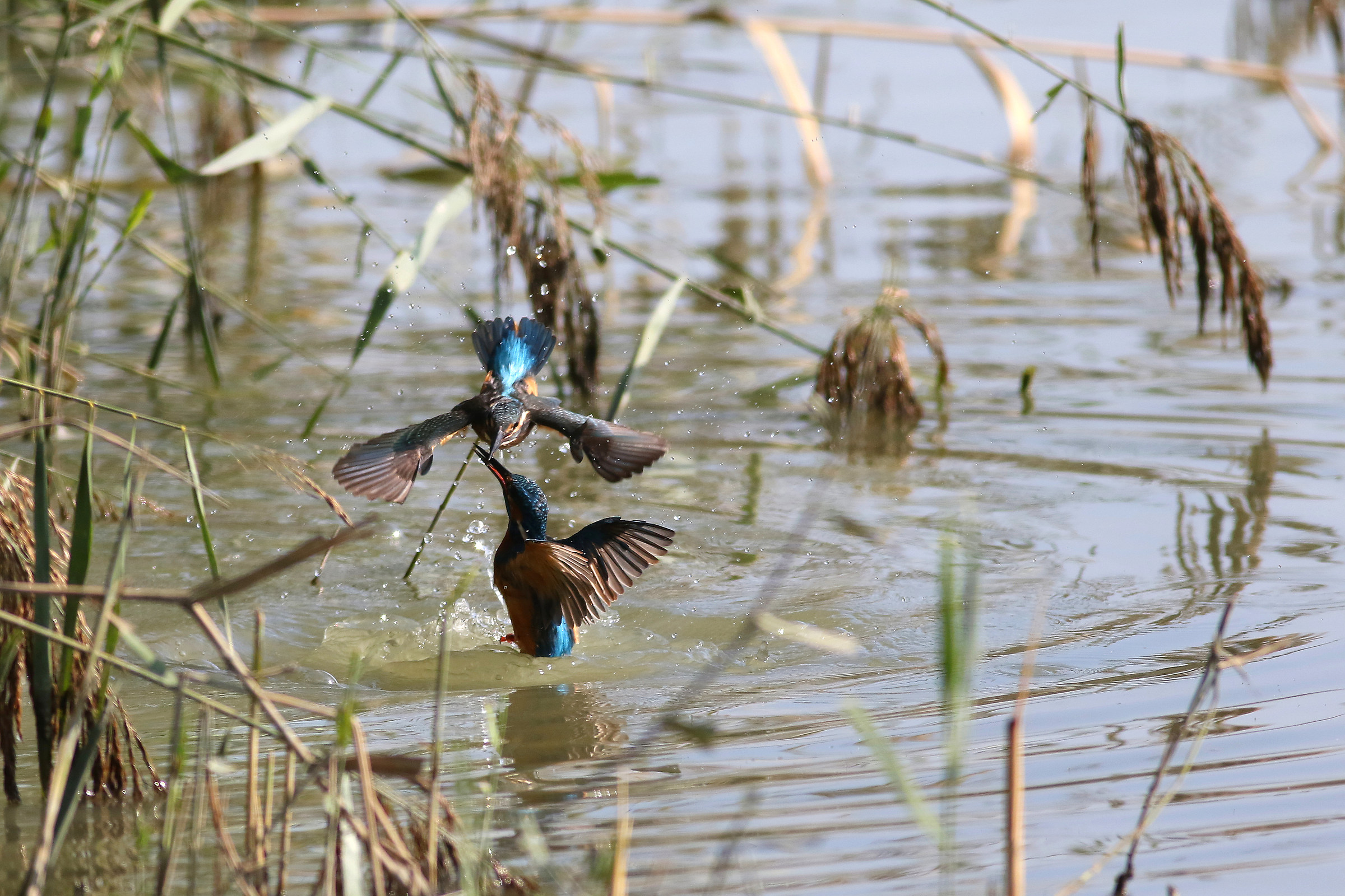 Martini in combarrimento