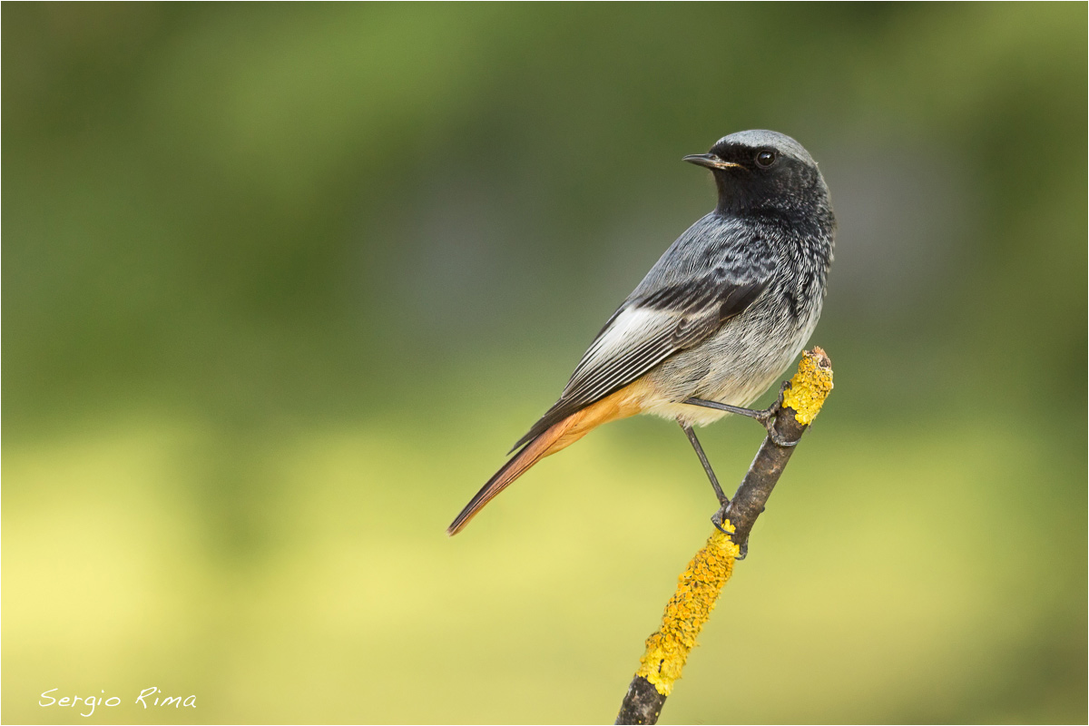 Black redstart