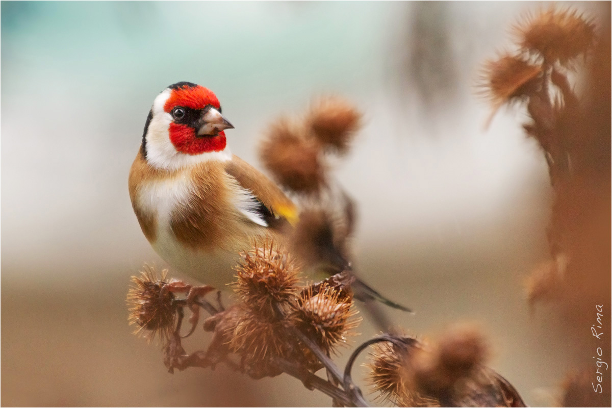 Goldfinch