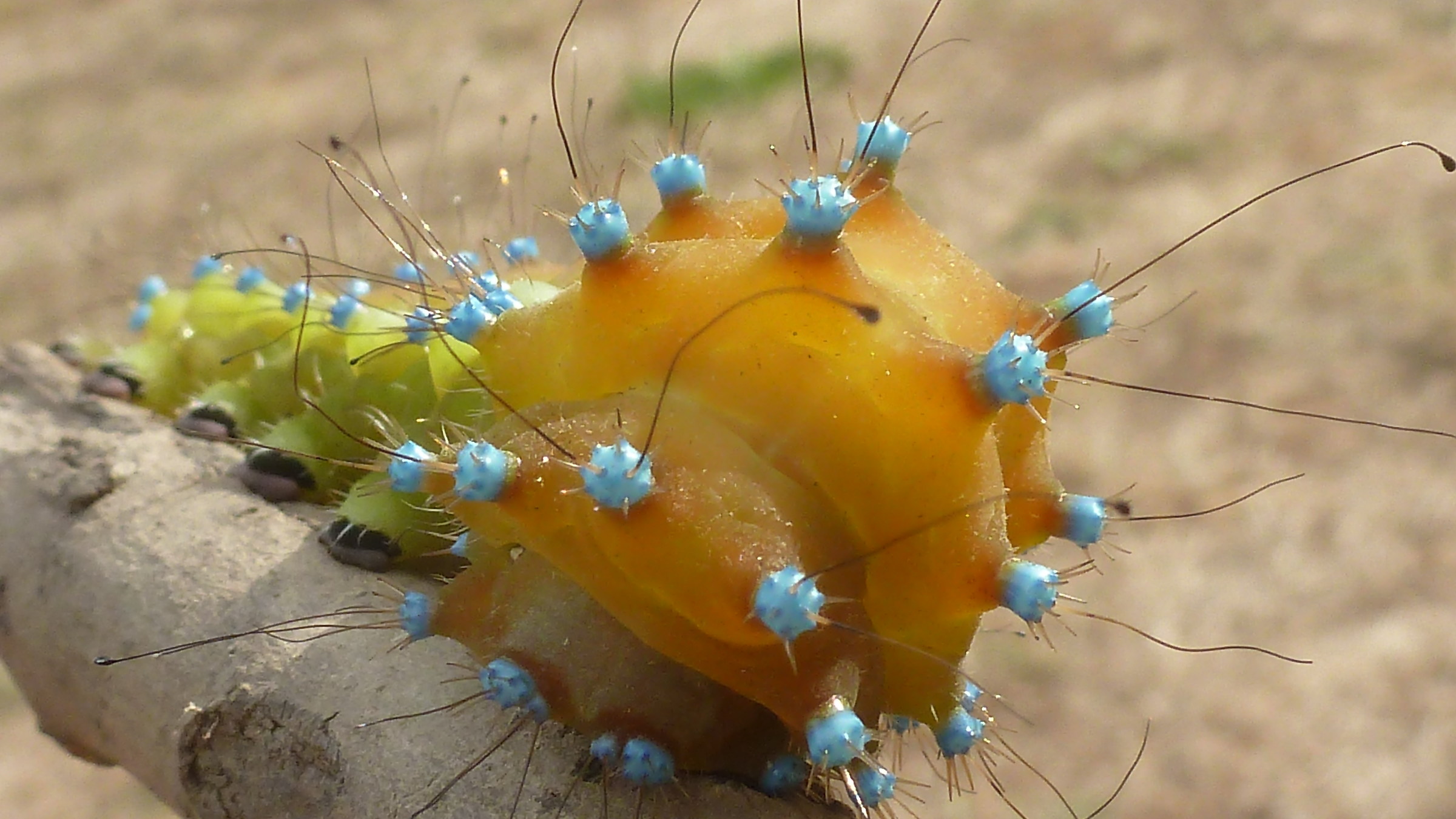 La più grande falena europea