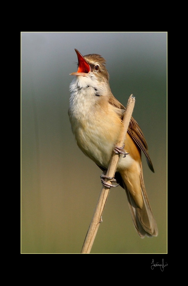 ,, cannareccione ,,canon mark III ,ob, 300mm, 2,8 monop