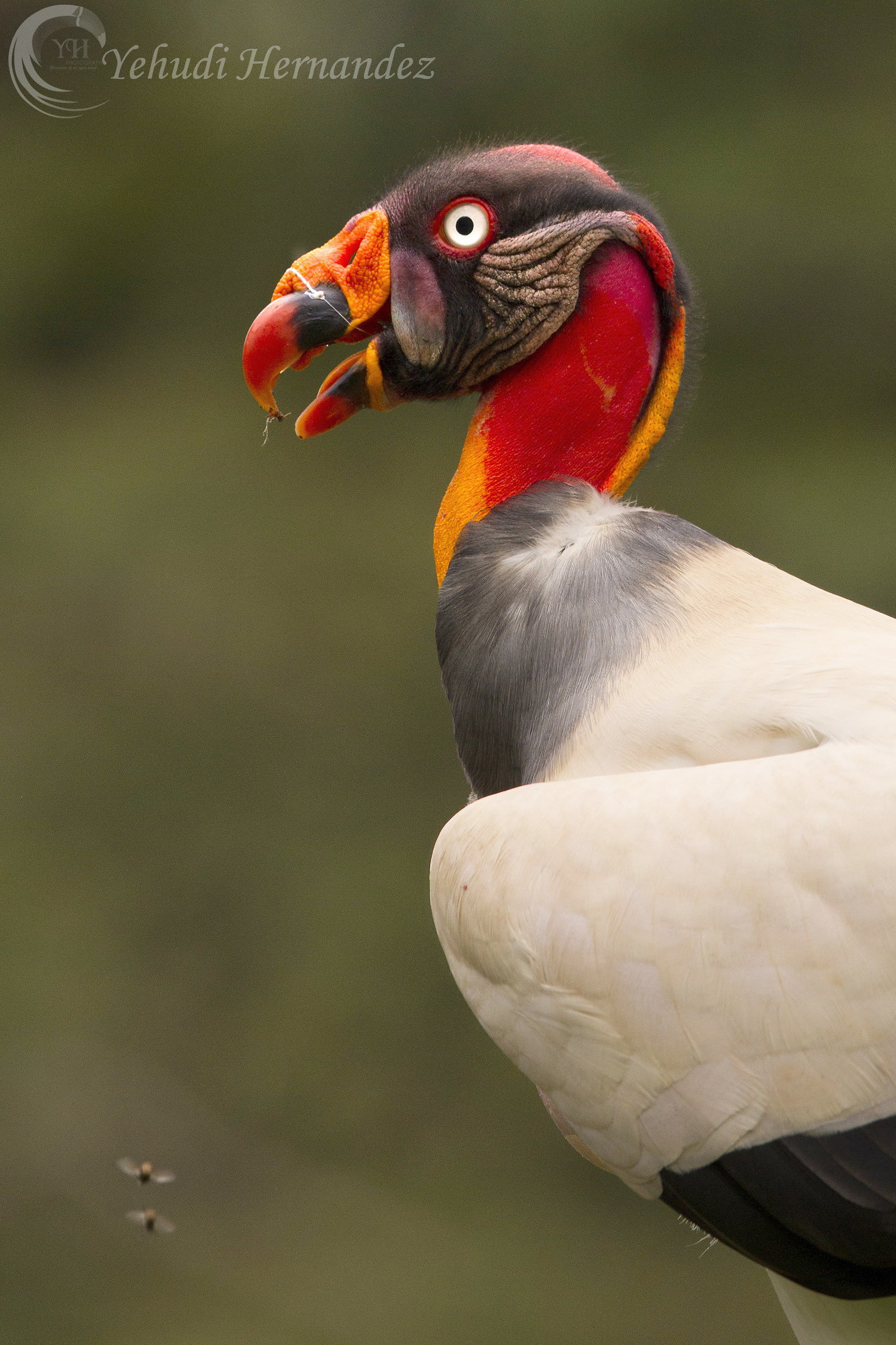 King Vulture