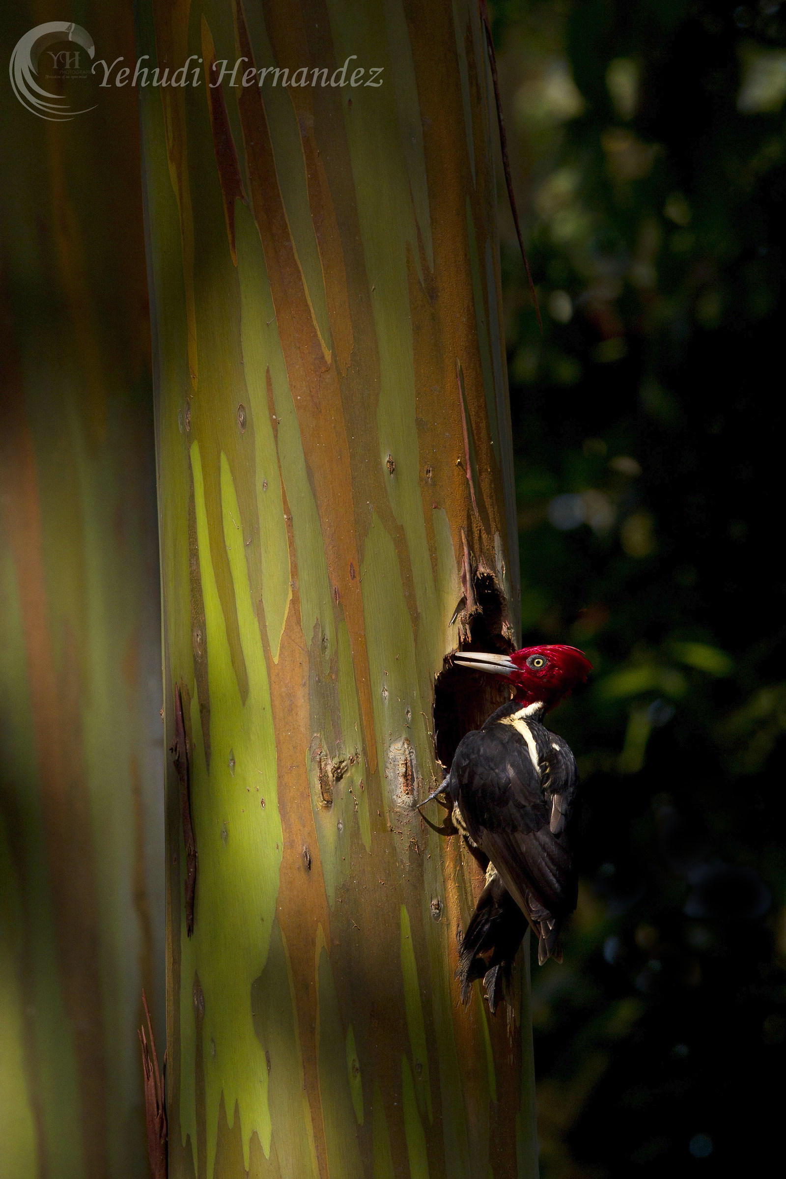Pale billed Woodpecker