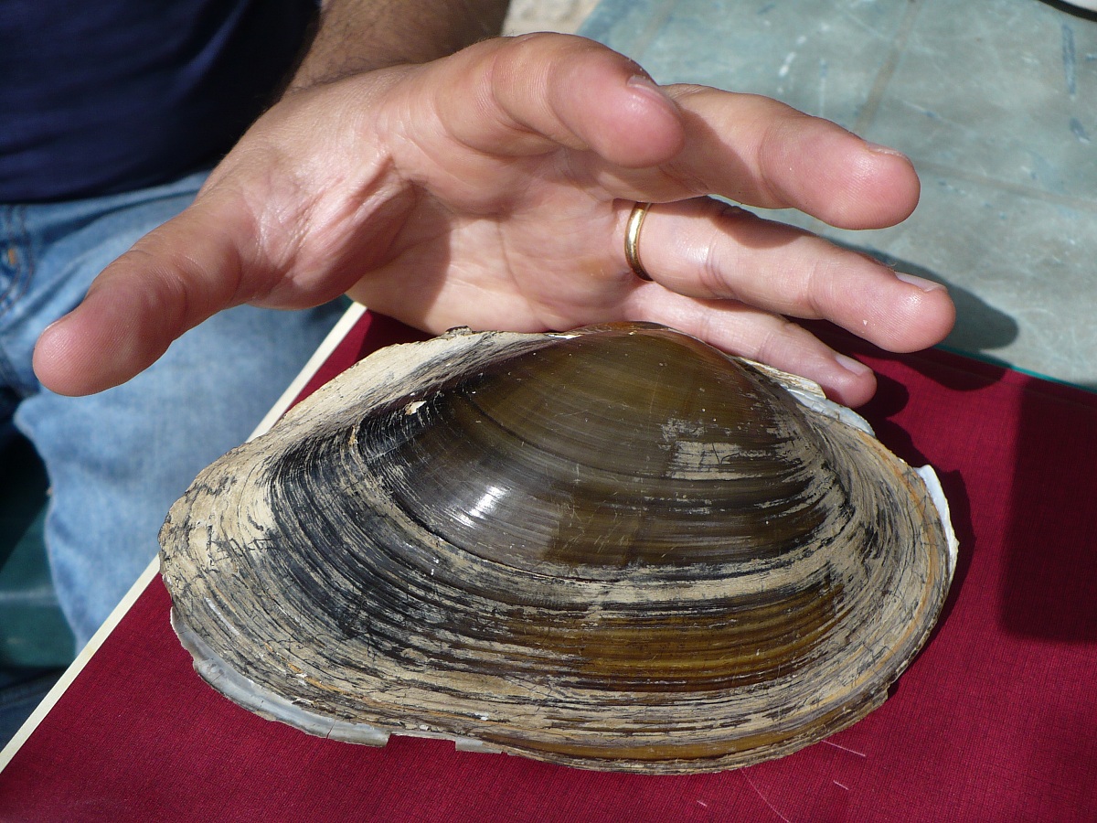 Anodonta anatina (Linnaeus, 1758)