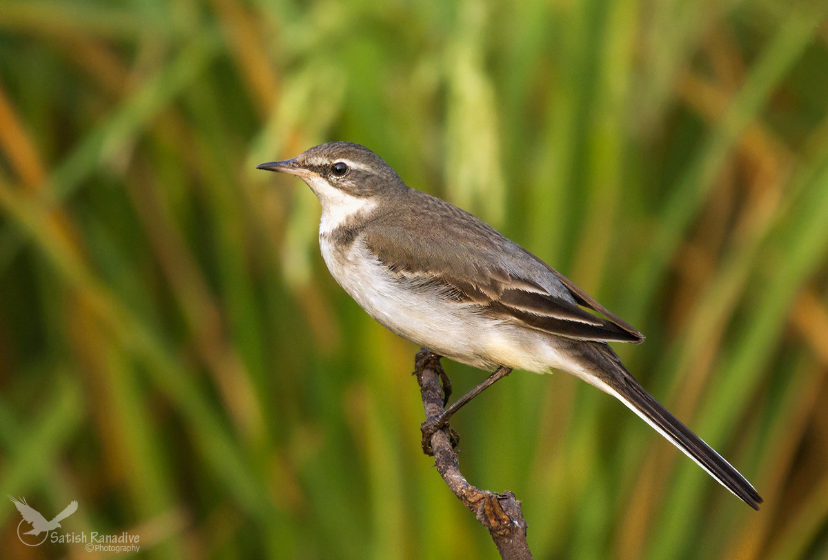 Yellow Wagtail.
