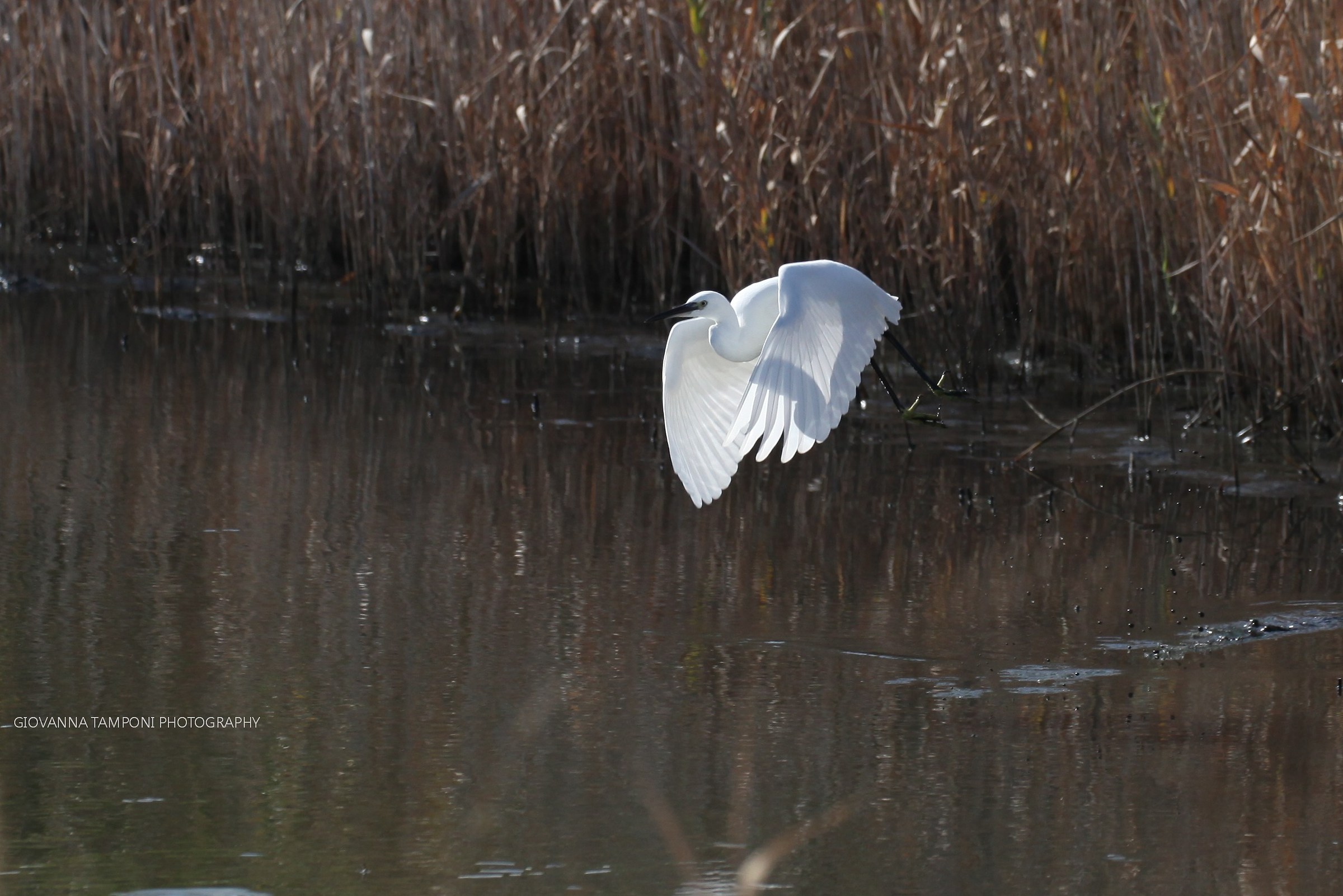 Lo stacco della Garzetta