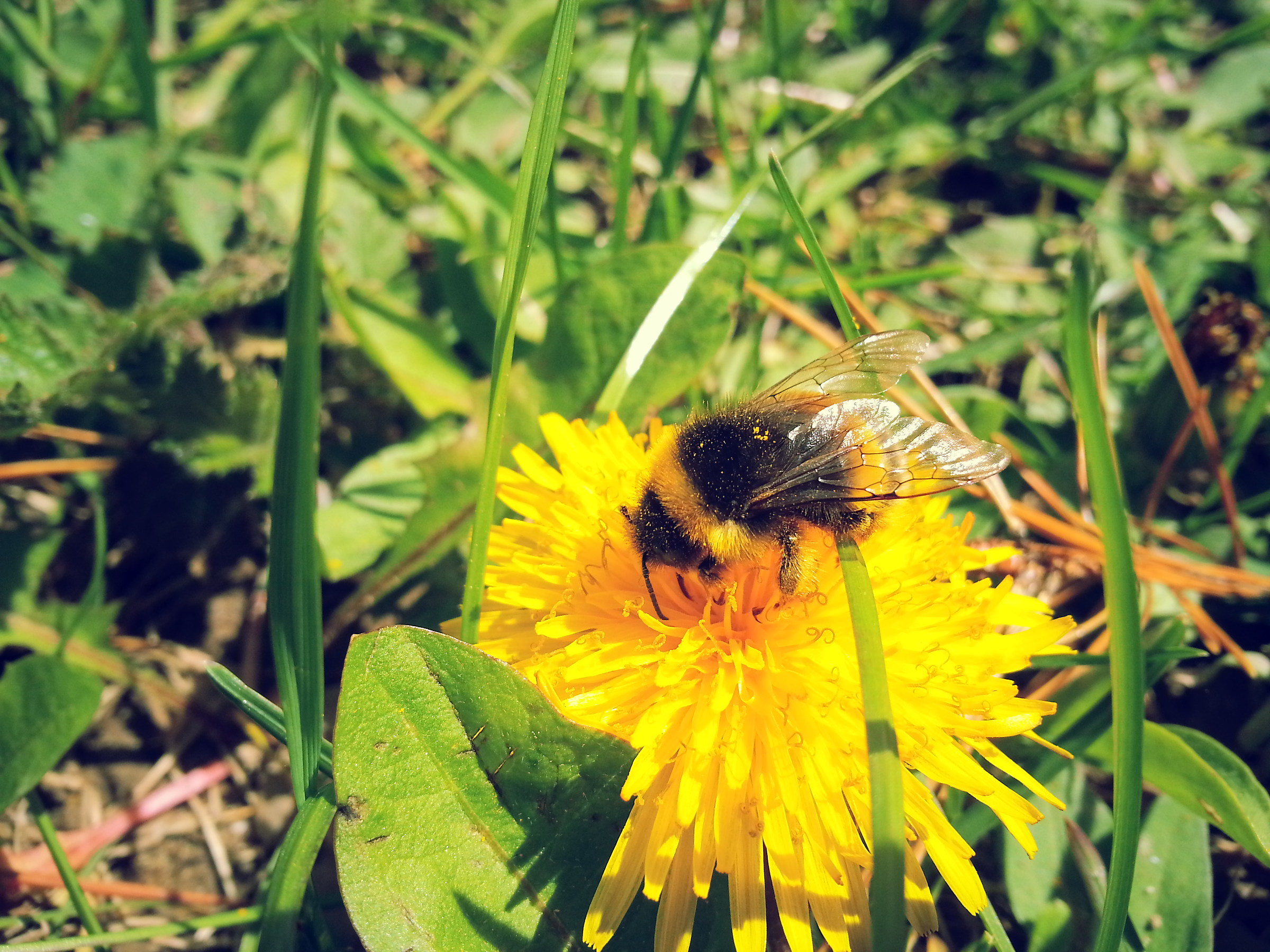 Alimentazione Bumblebee