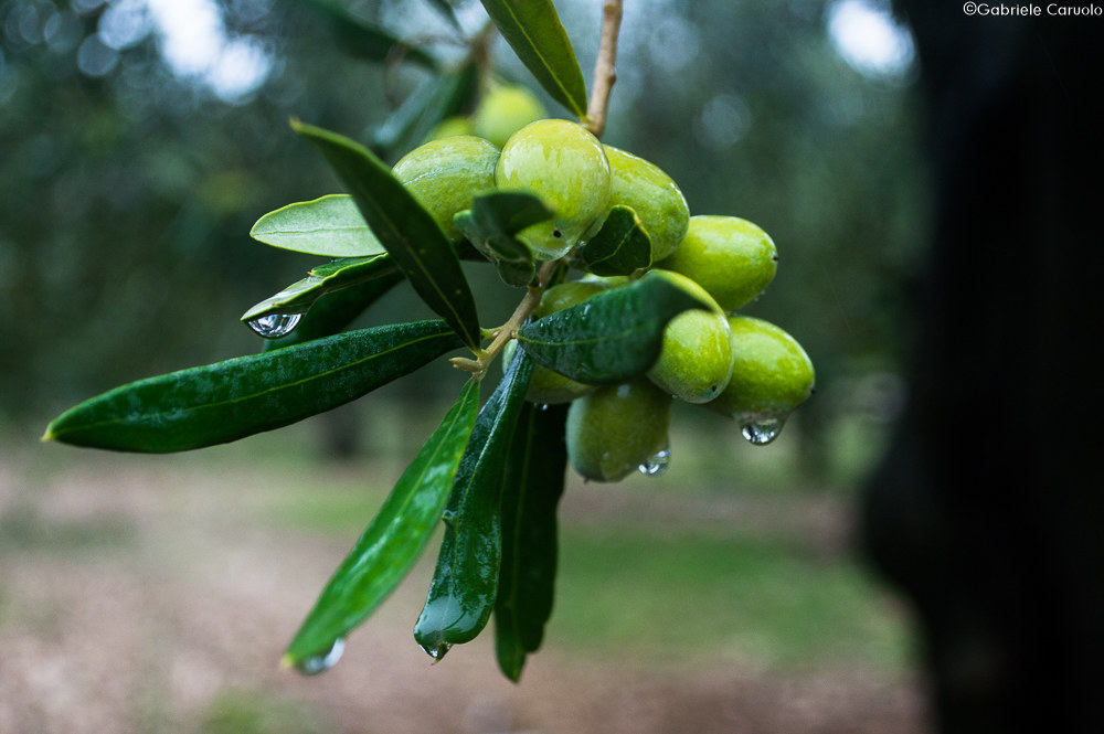 Olive pugliesi