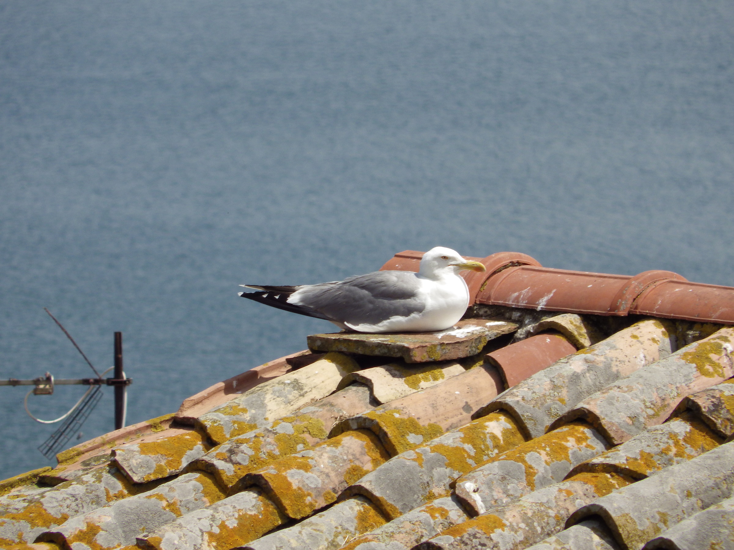 Seagulls Marta 1 (vt)