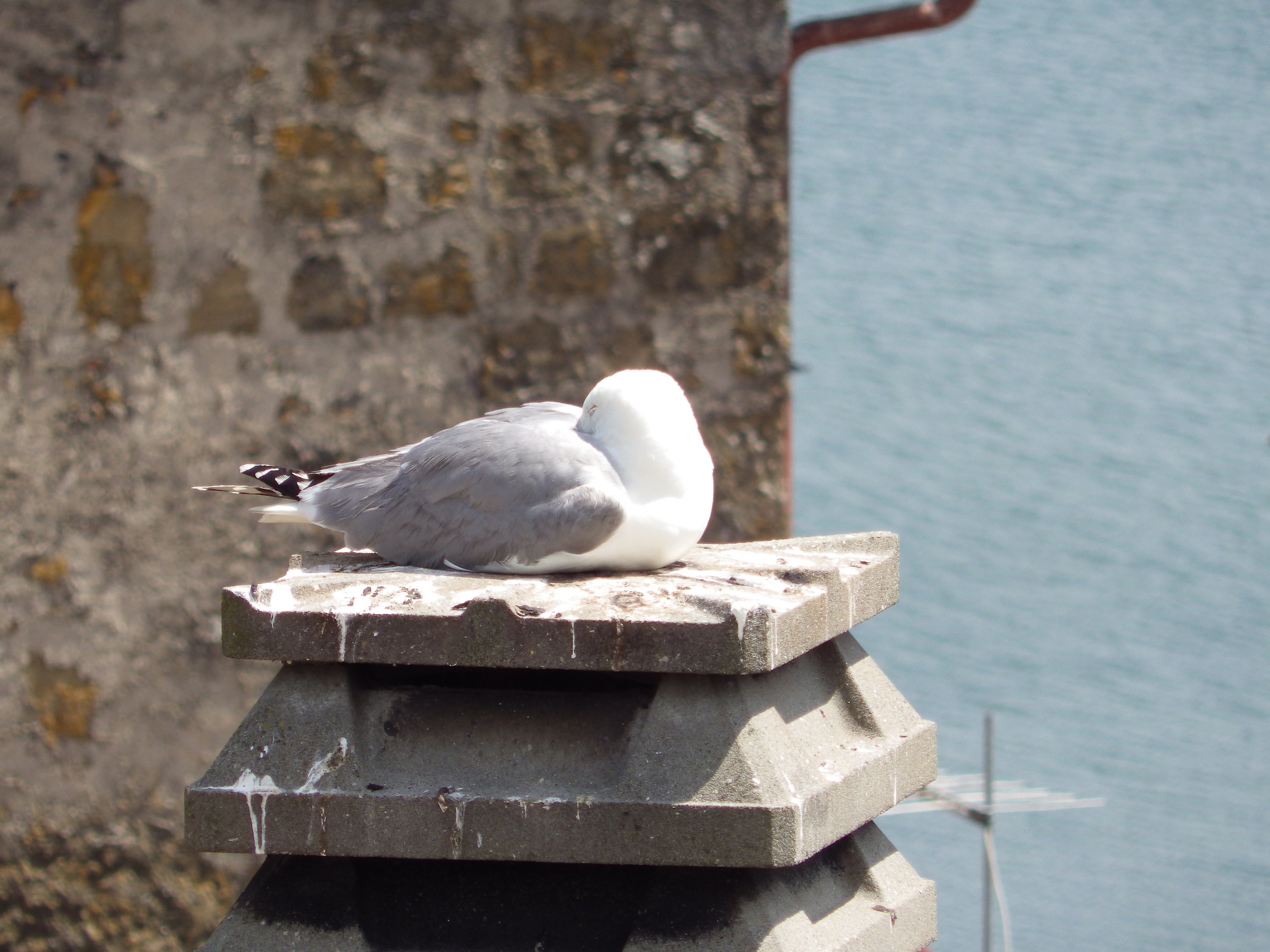 Seagulls Marta 2 (vt)