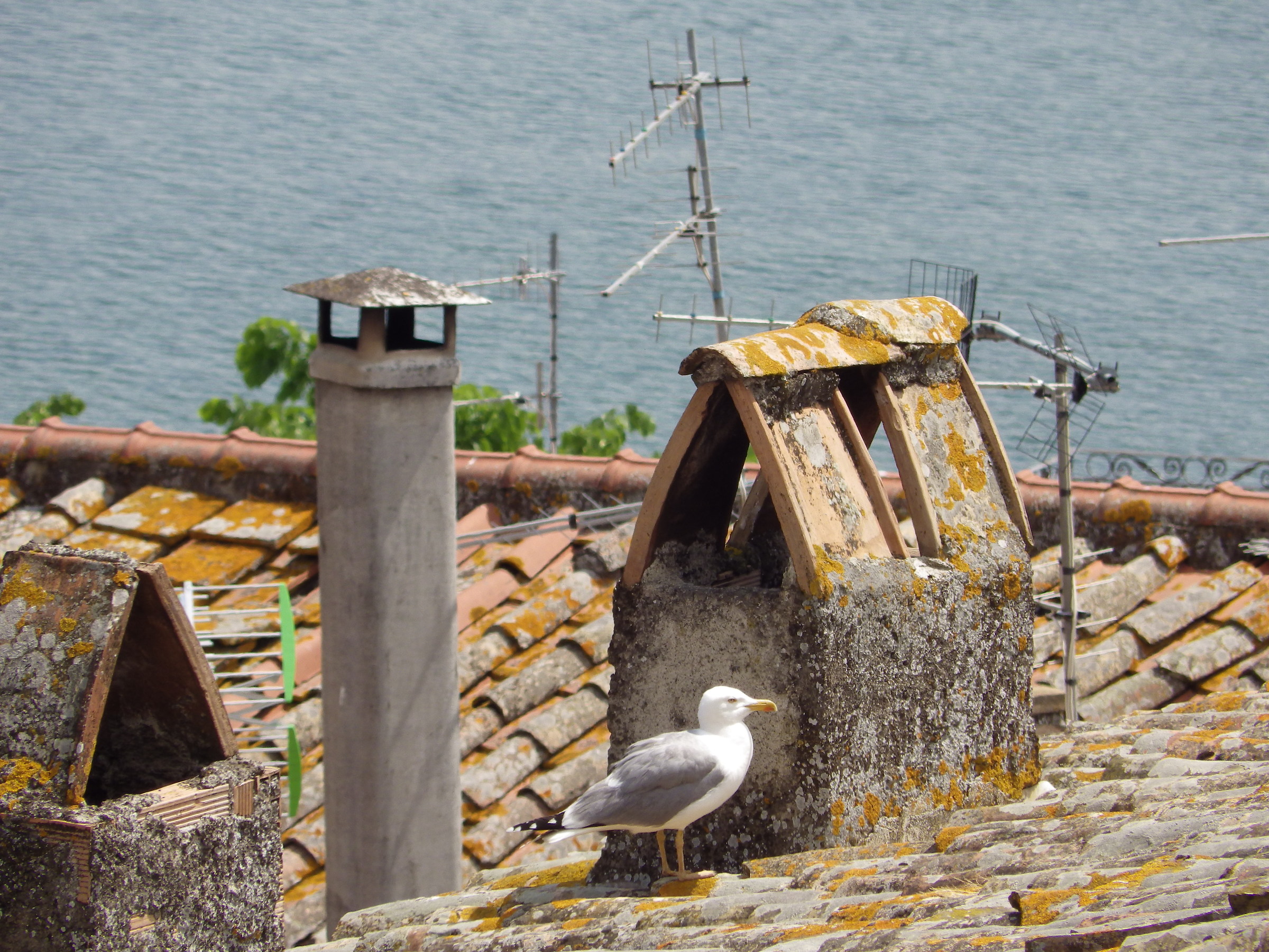 Seagulls Marta 3 (vt)