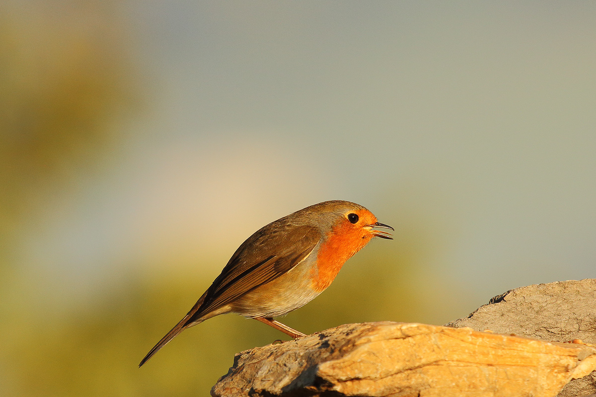 robin