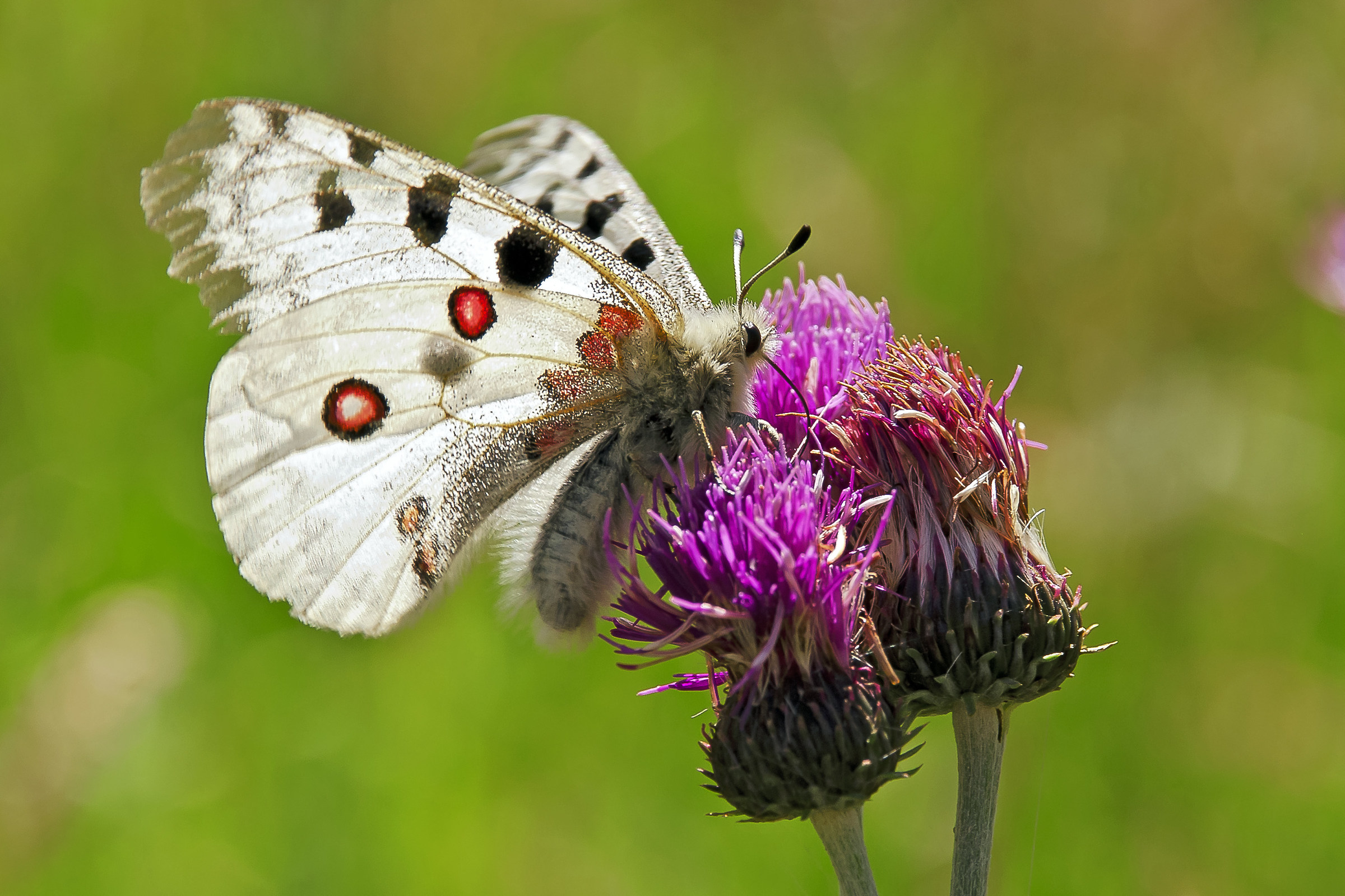 Parnassius Apollo
