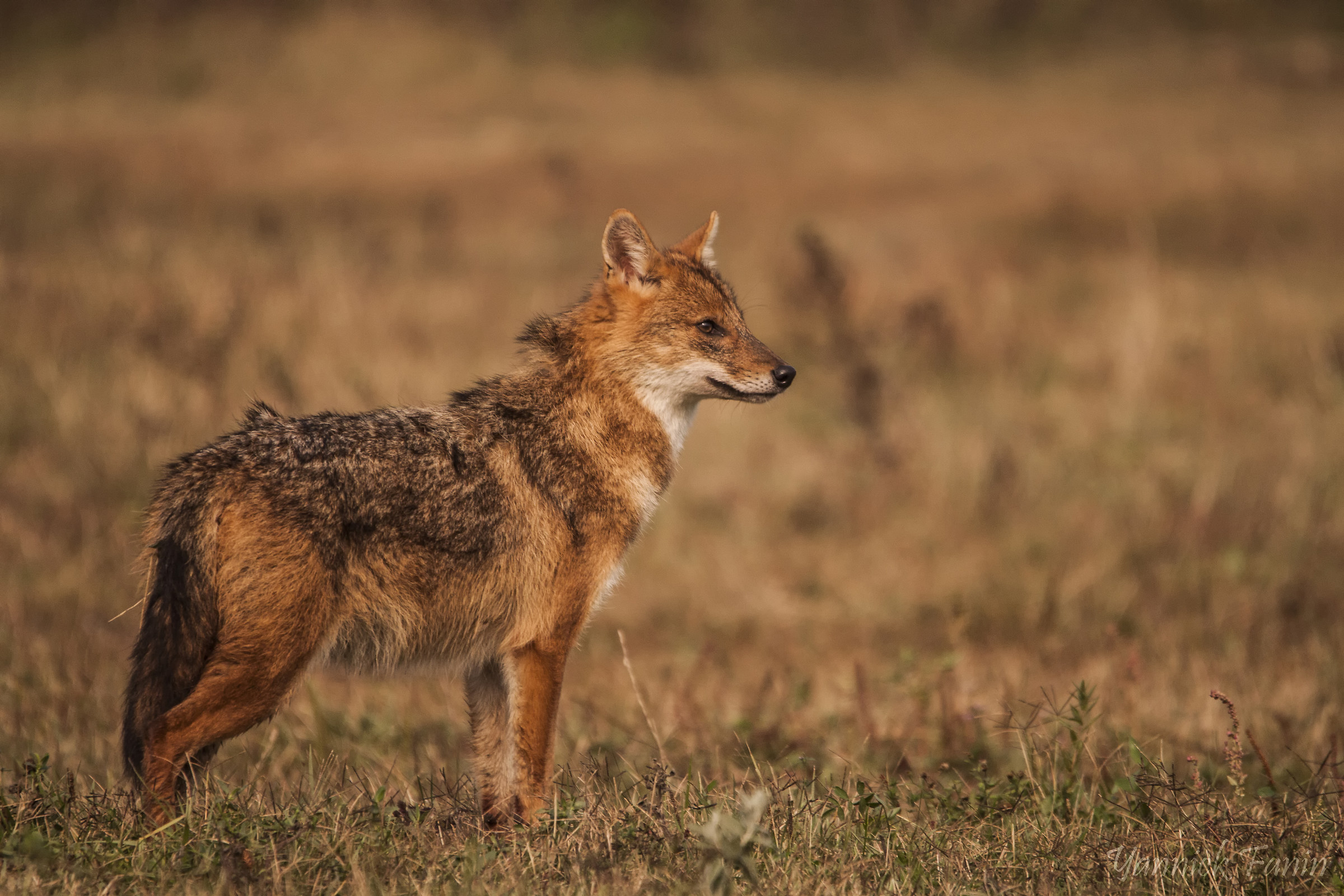 Giovane Maschio dominante