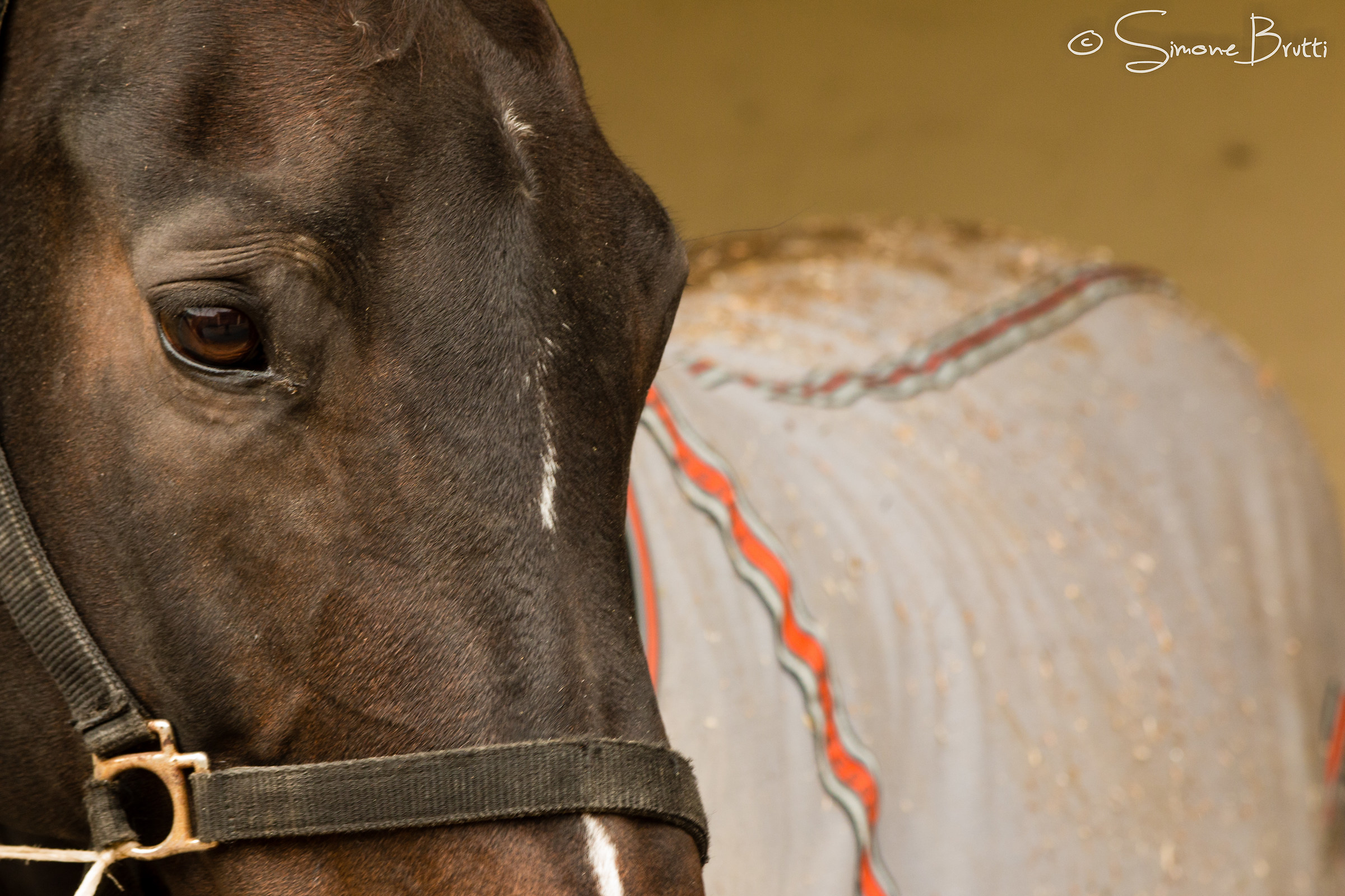 Different cut of a horse within its box