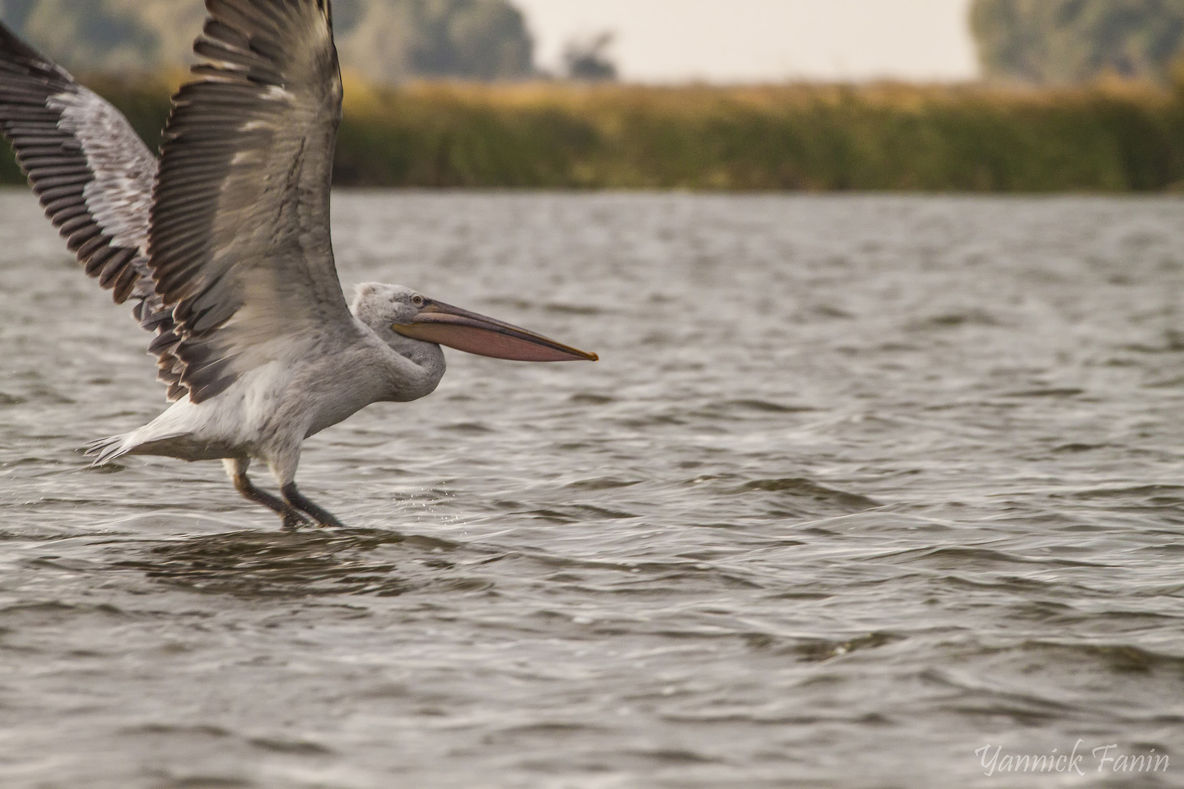 Dalmatian pelican