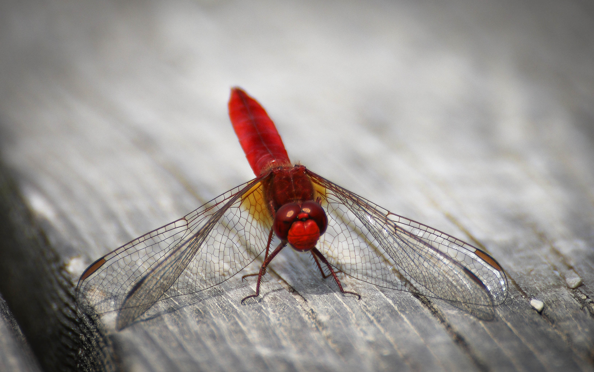 Crocothemis Erythraea