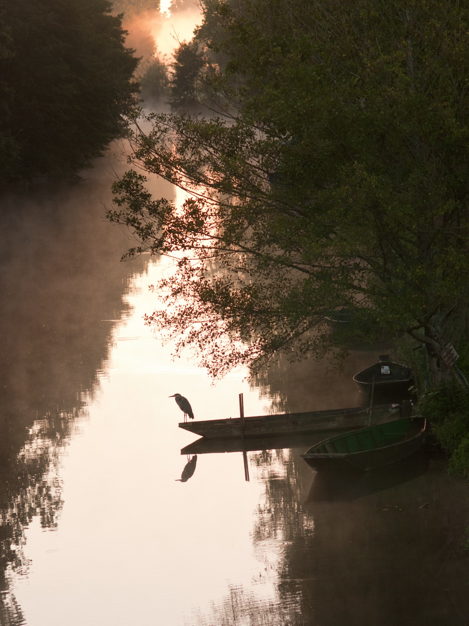 Coulon - airone all'alba