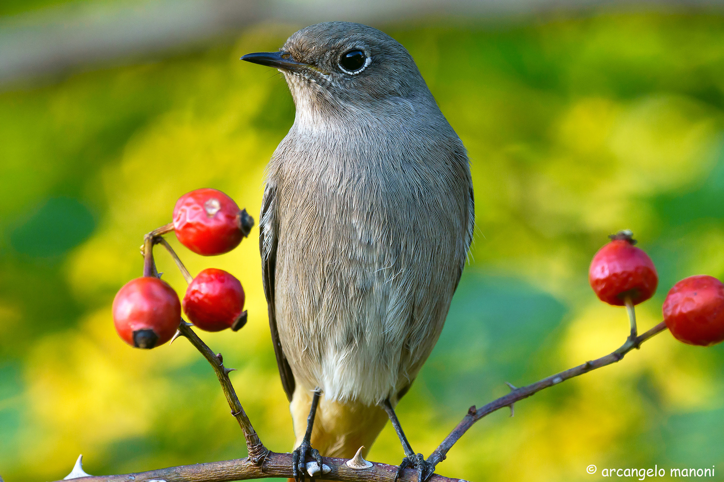 Light colors and redstart