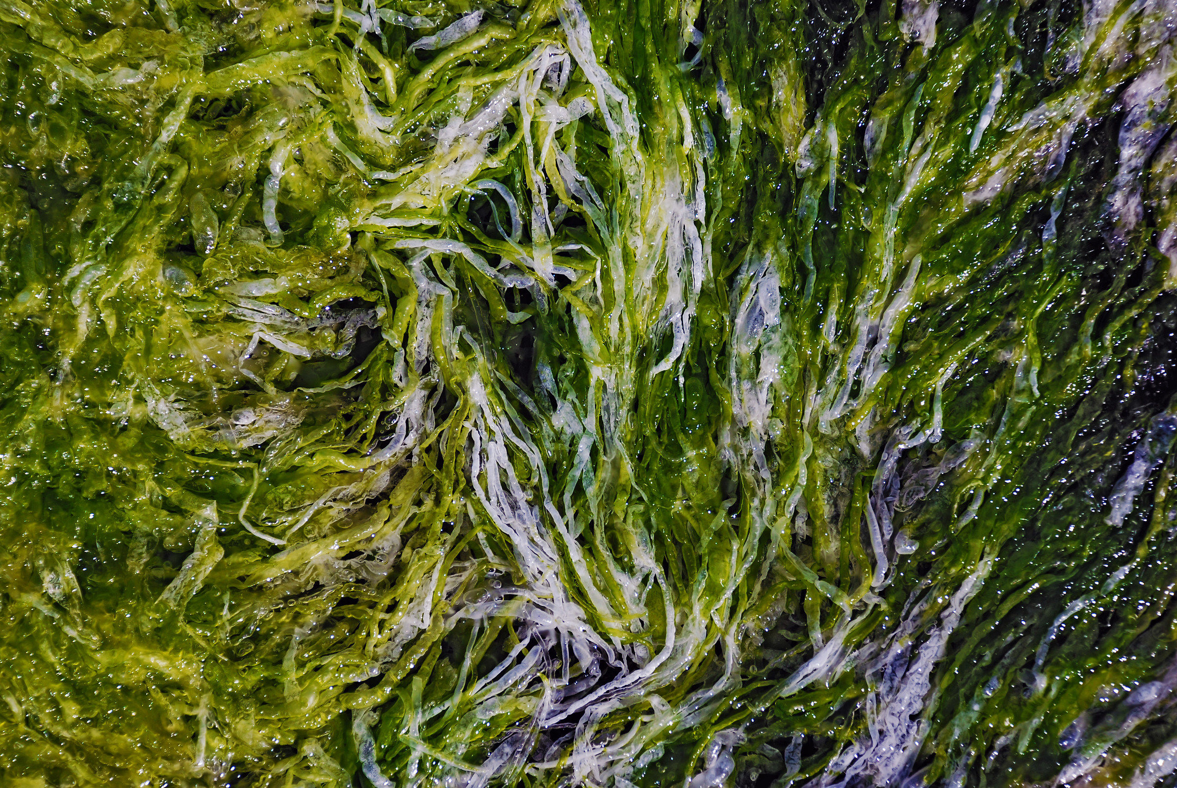 Seaweed 1